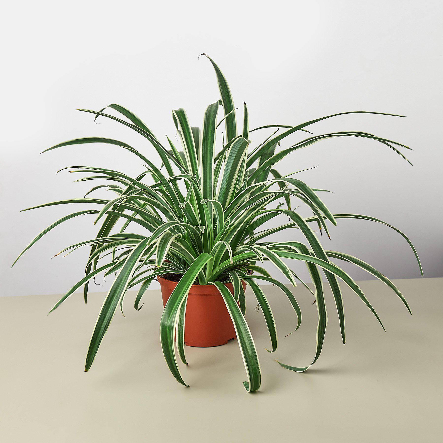 Spider Plant 'Reverse'-Indoor Plants-The Succulent Source