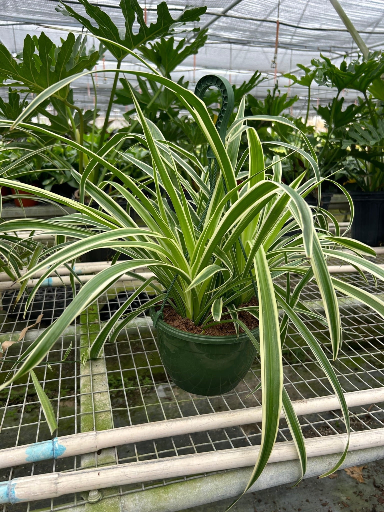 Spider Plant 'Reverse'-Indoor Plants-The Succulent Source