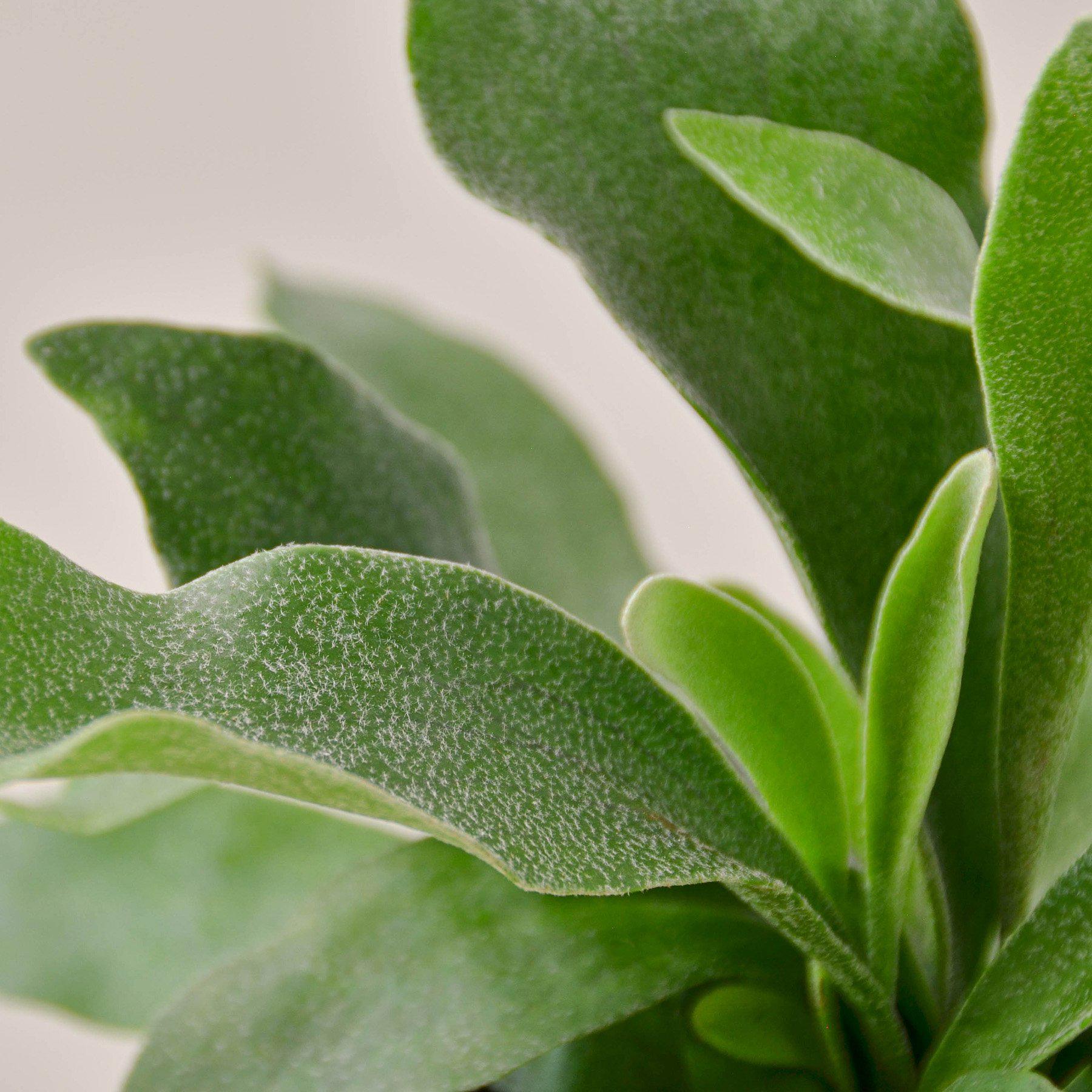 Staghorn Fern-Indoor Plants-The Succulent Source