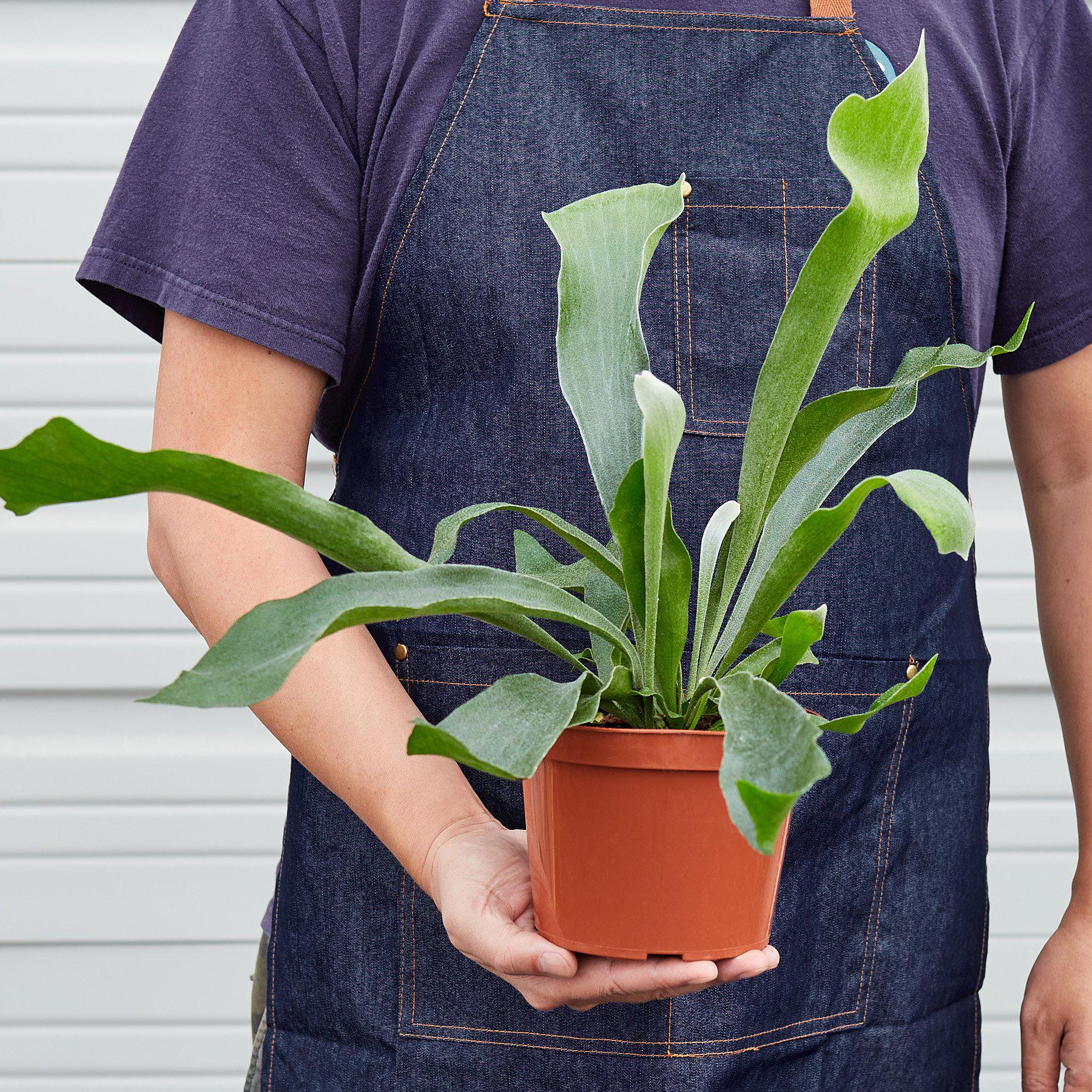 Staghorn Fern-Indoor Plants-The Succulent Source