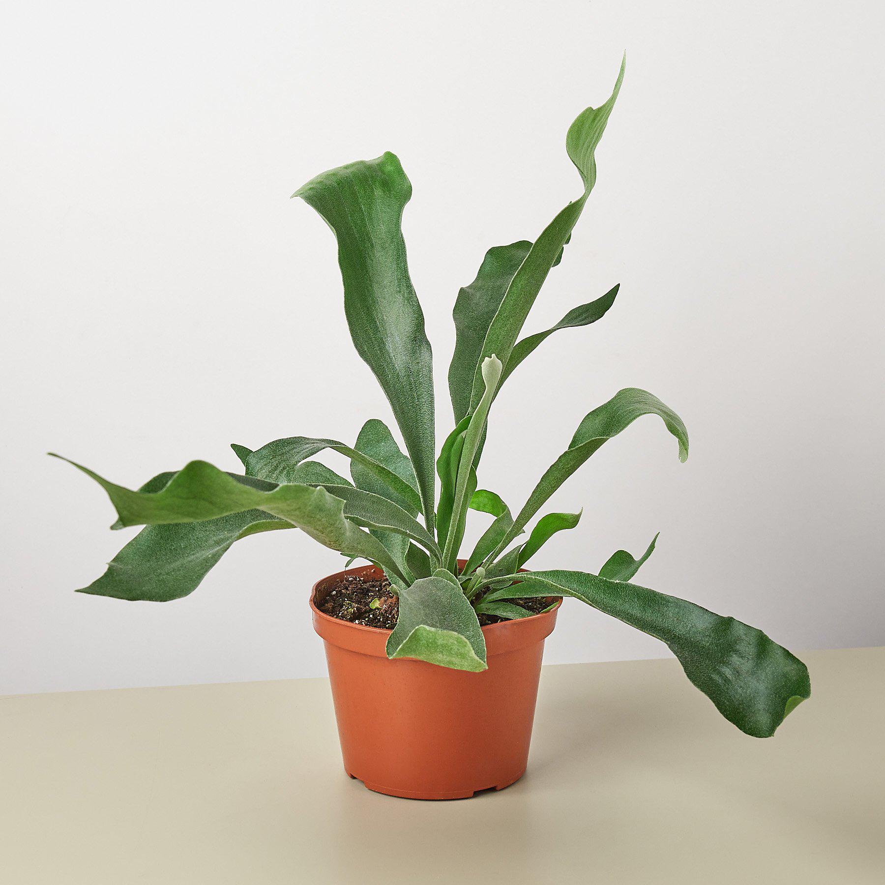 Staghorn Fern-Indoor Plants-The Succulent Source