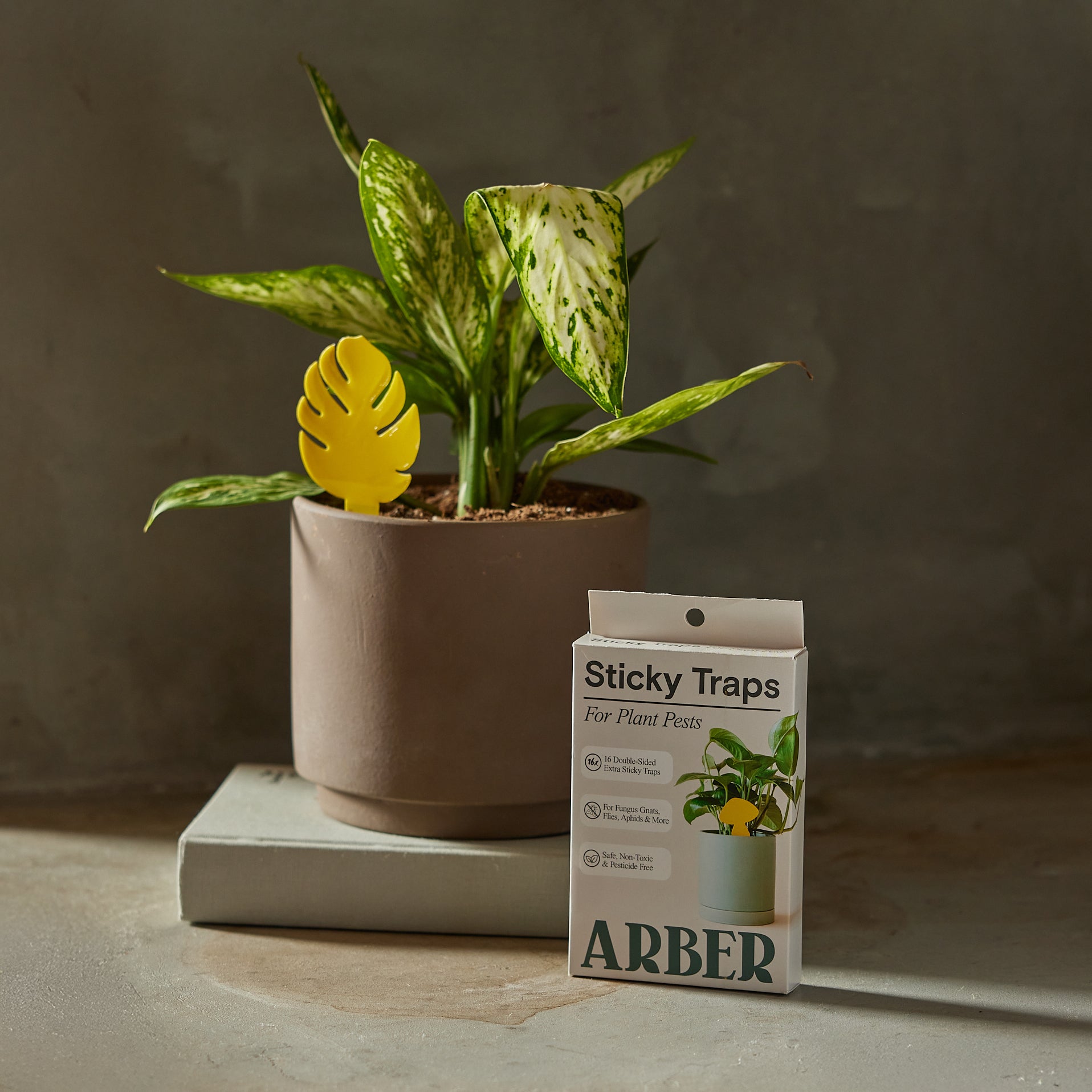 Sticky Traps for Plant Pests-The Succulent Source