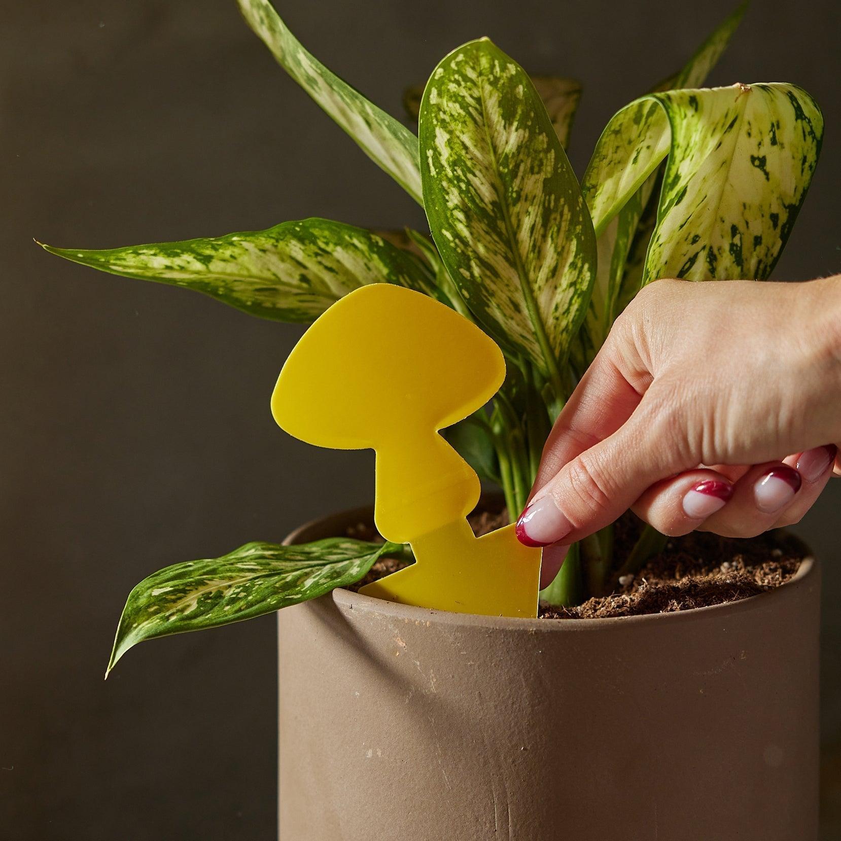 Sticky Traps for Plant Pests-The Succulent Source