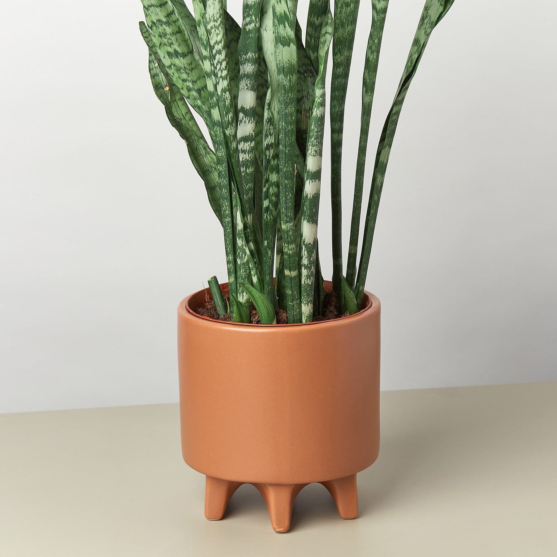 Stone Footed Planter - 6.5 Inch-Accessories ($10 Ship/31oz)-The Succulent Source