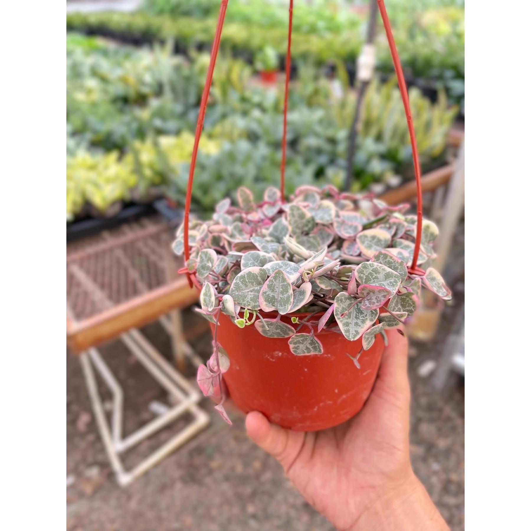 String of Hearts Variegated-The Succulent Source