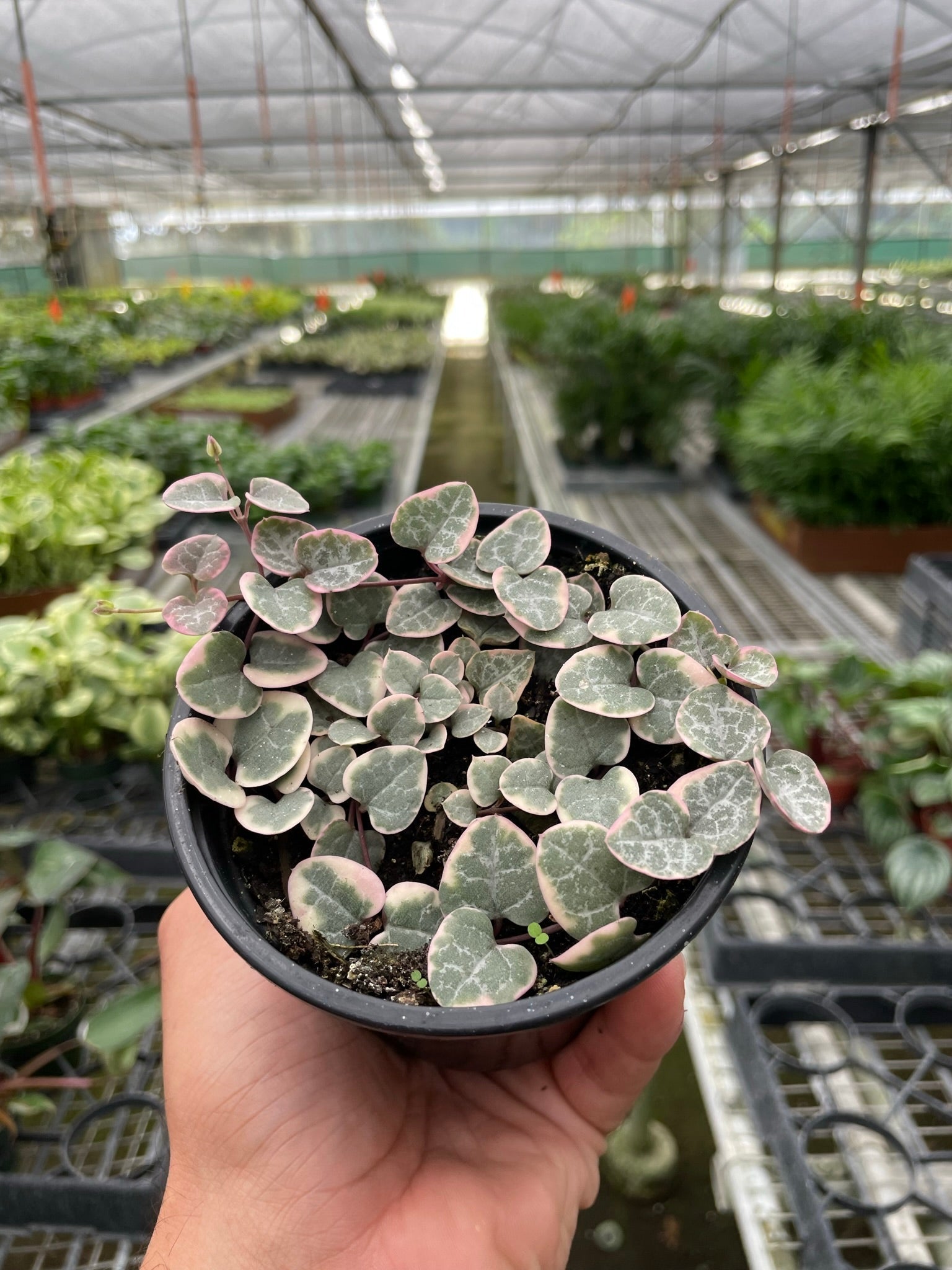 String of Hearts Variegated-The Succulent Source