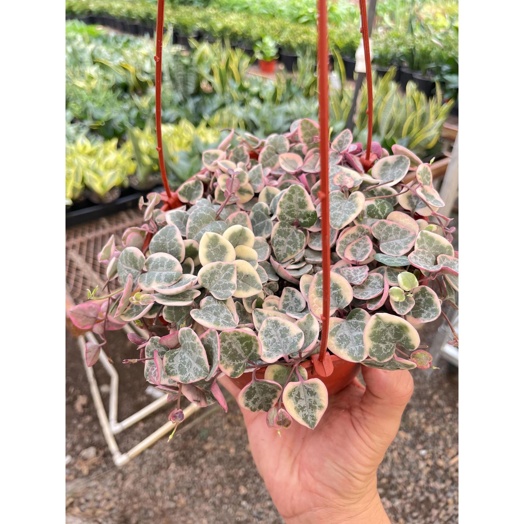 String of Hearts Variegated-The Succulent Source
