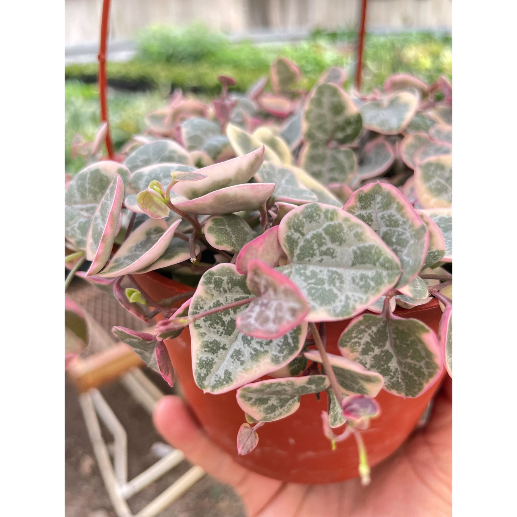 succulent string of hearts String of Hearts Variegated