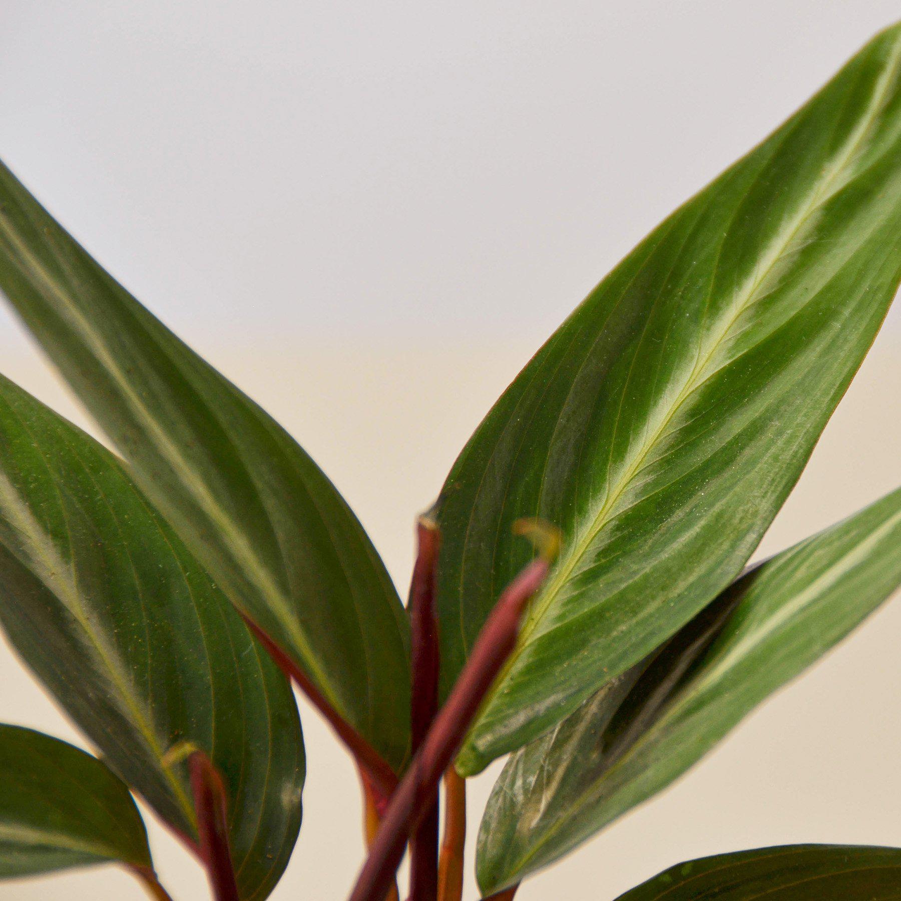 Stromanthe 'Sanguinea'-Indoor Plants-The Succulent Source