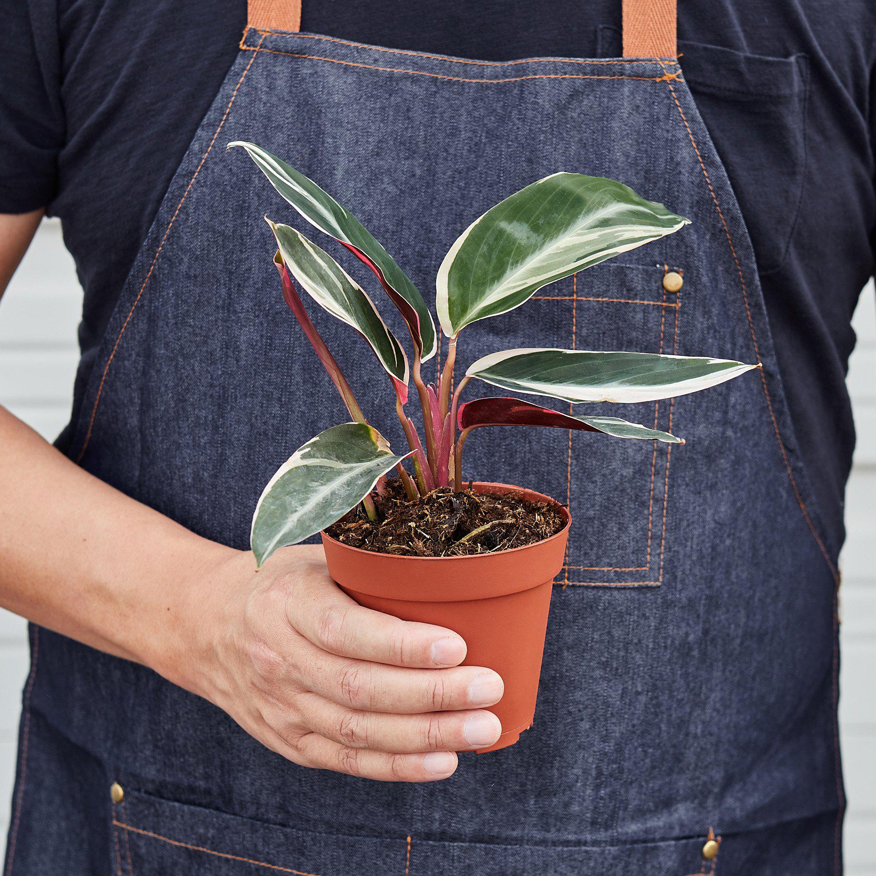 Stromanthe 'Triostar'-Indoor Plants-The Succulent Source