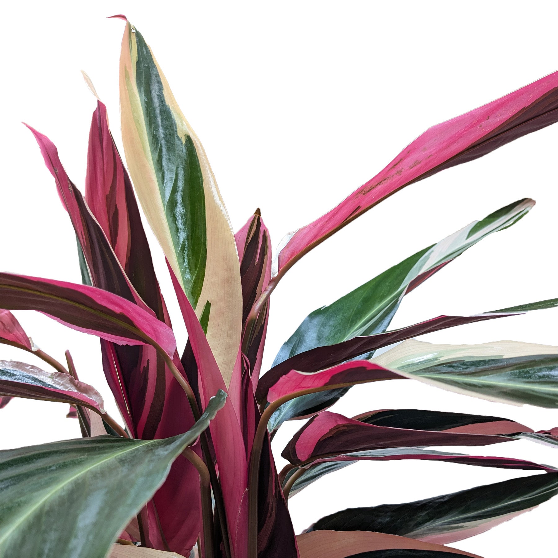 Stromanthe 'Triostar'-Indoor Plants-The Succulent Source