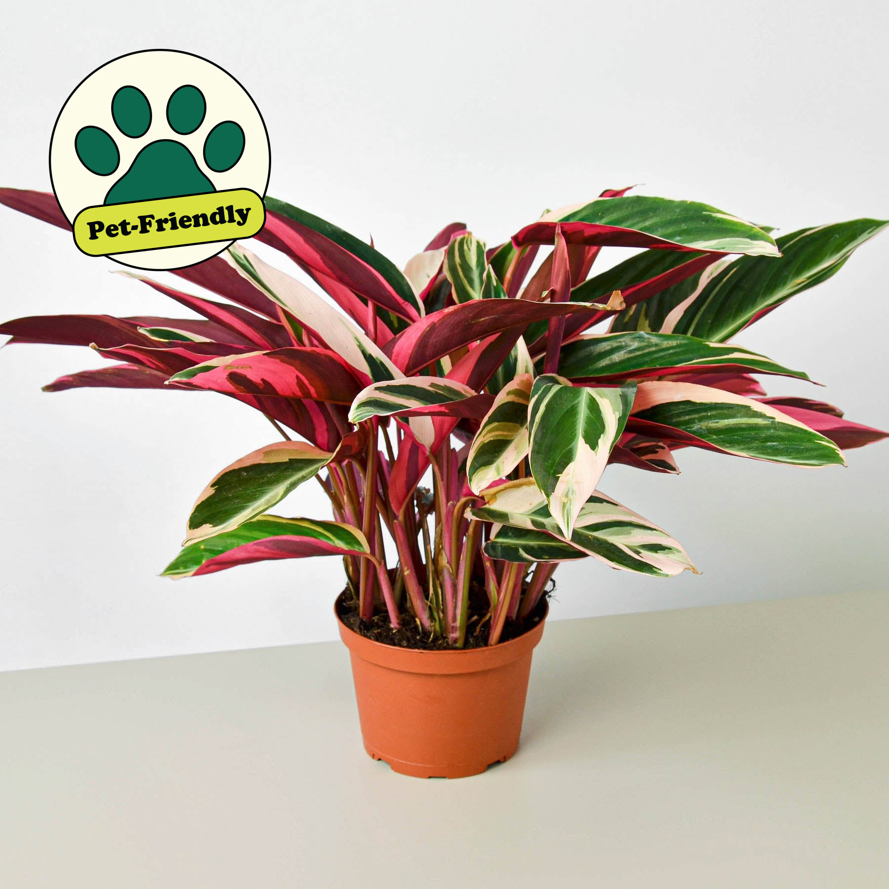 Stromanthe 'Triostar'-Indoor Plants-The Succulent Source