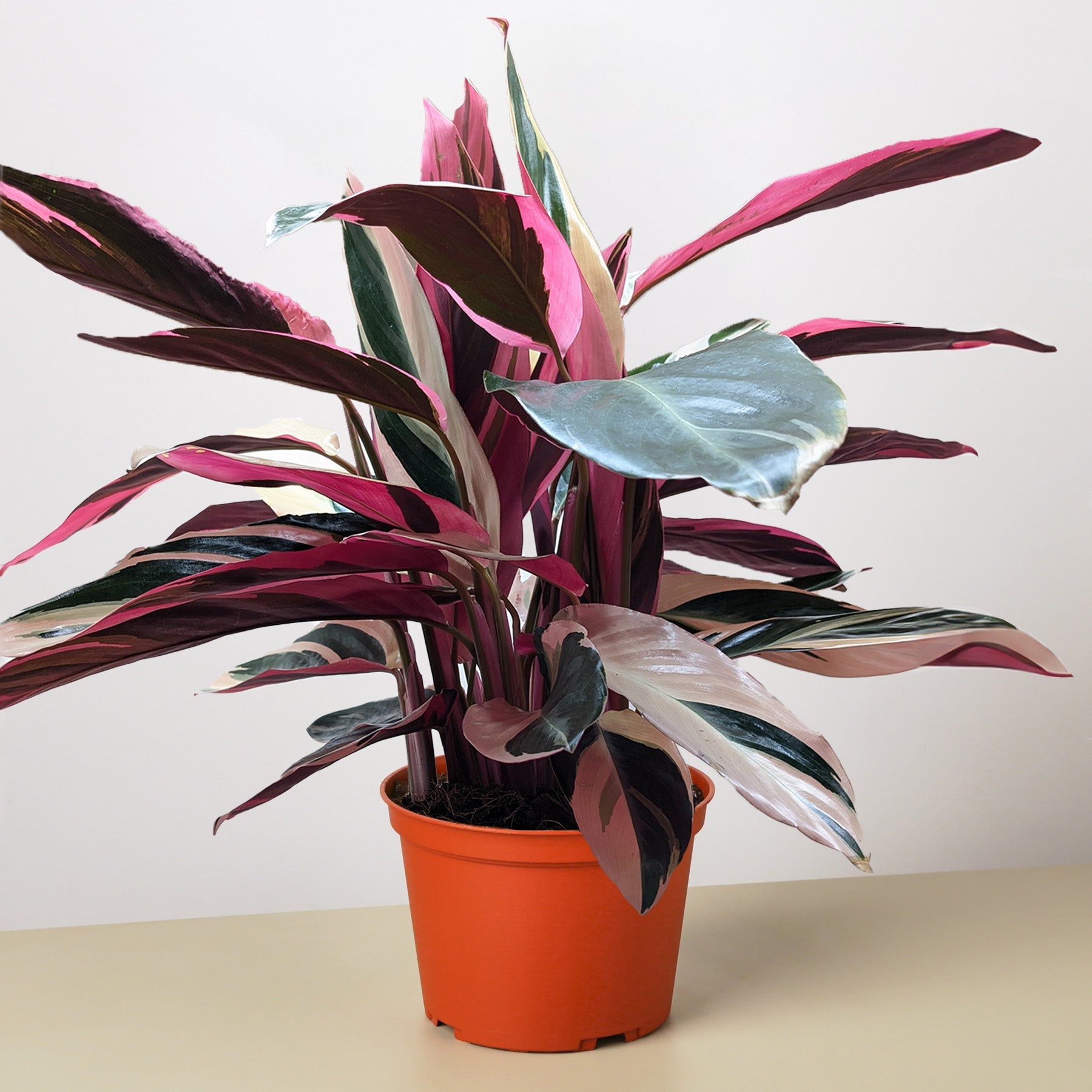 Stromanthe 'Triostar'-Indoor Plants-The Succulent Source