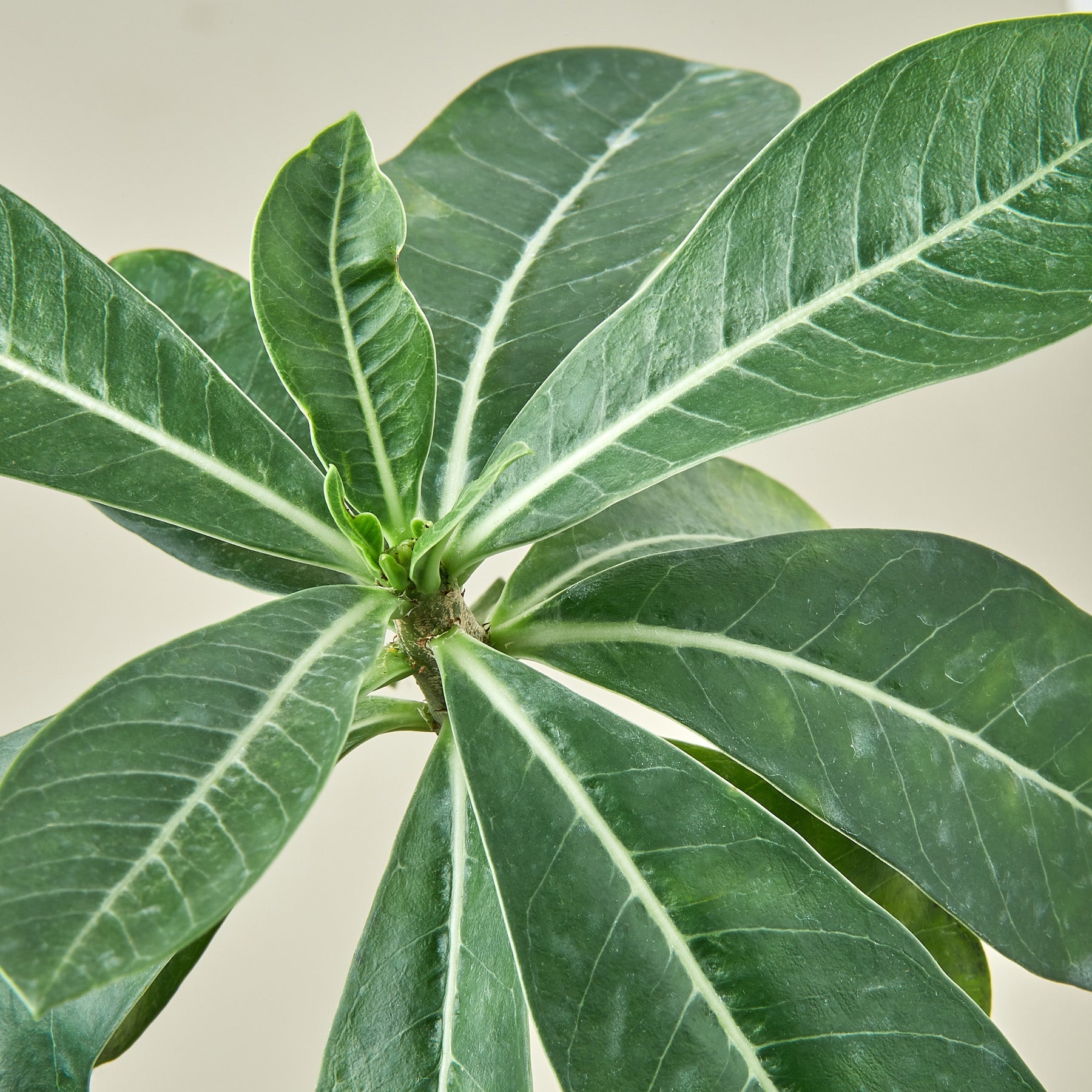 Succulent Adenium Obesum 'Desert Rose'-Succulent-The Succulent Source