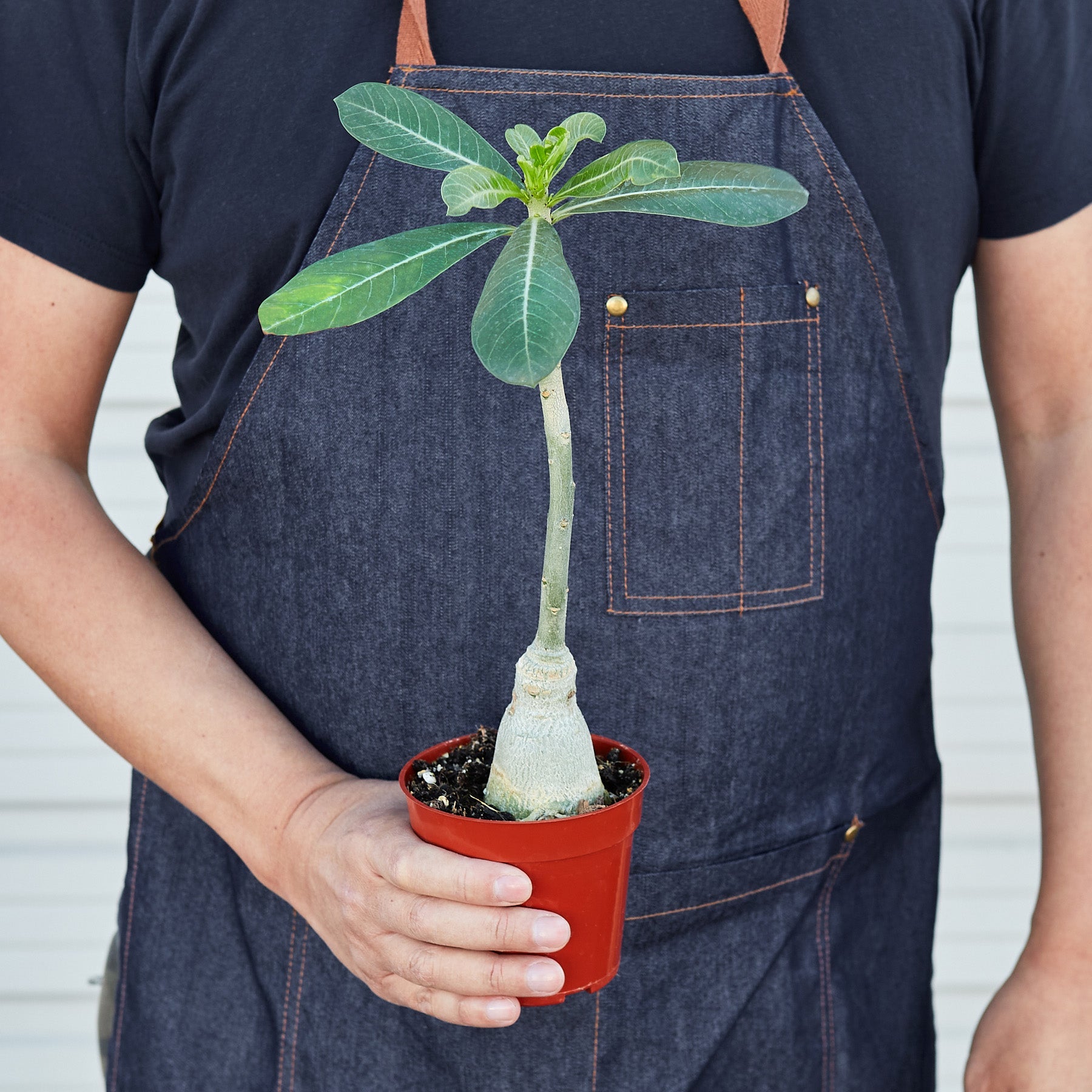 Succulent Adenium Obesum 'Desert Rose'-Succulent-The Succulent Source