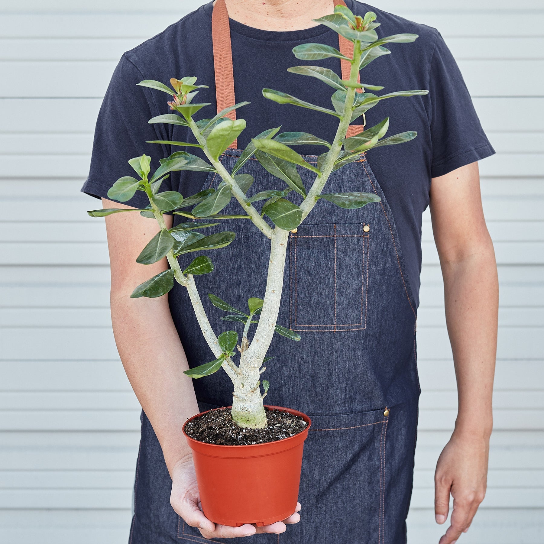 Succulent Adenium Obesum 'Desert Rose'-Succulent-The Succulent Source