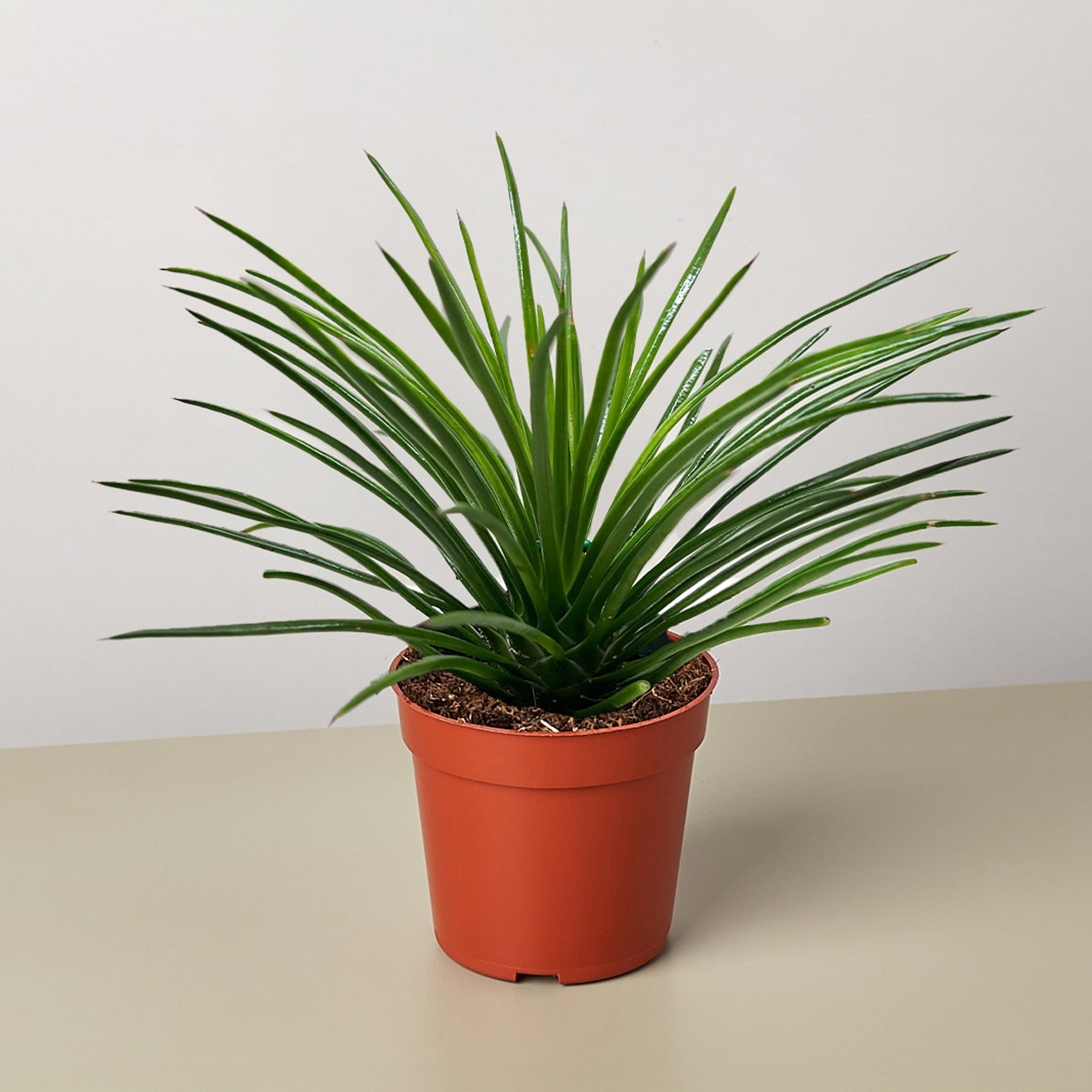 plant succulent flower stalk Succulent Agave Twin Flower