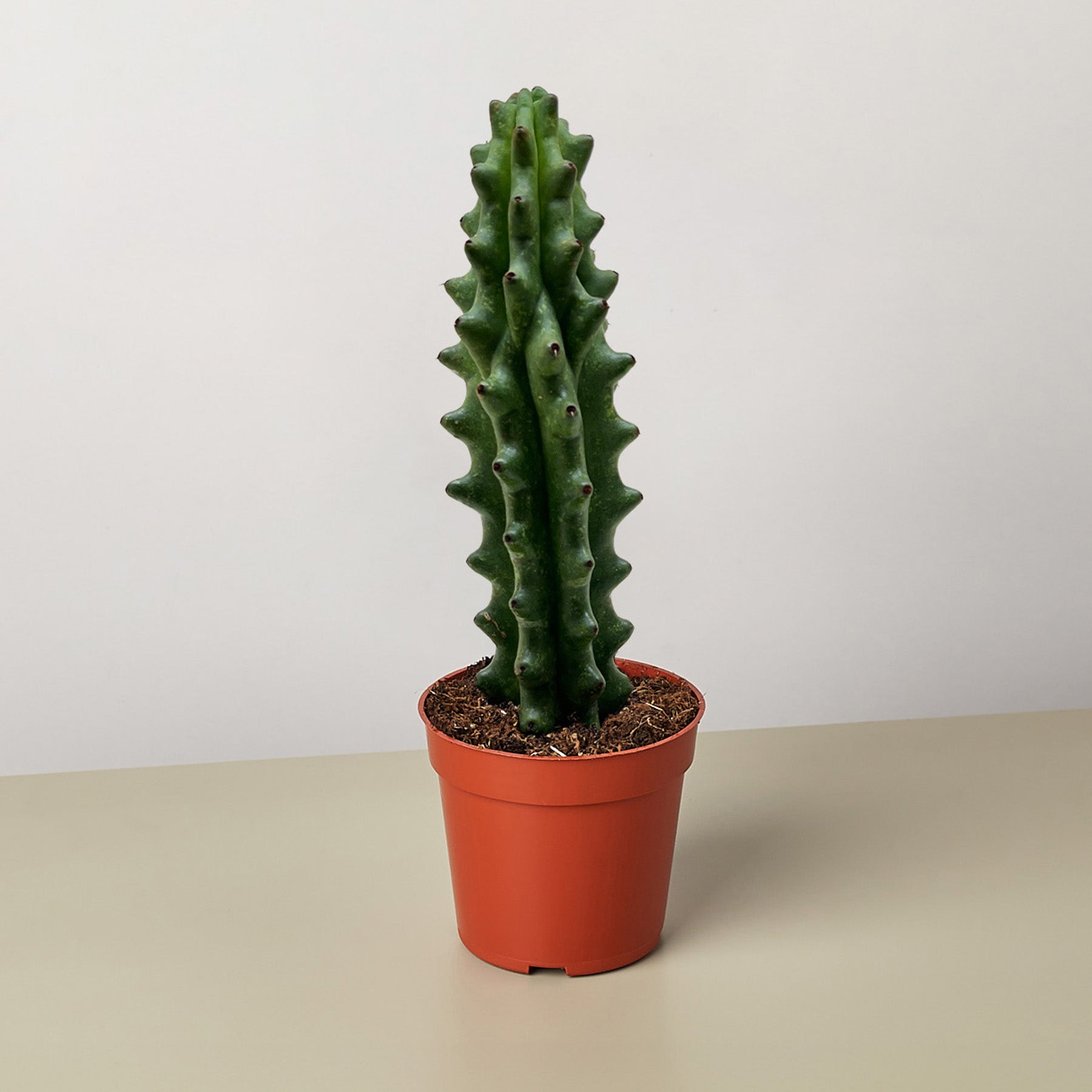 Succulent Cactus Ghost White Boobie-The Succulent Source