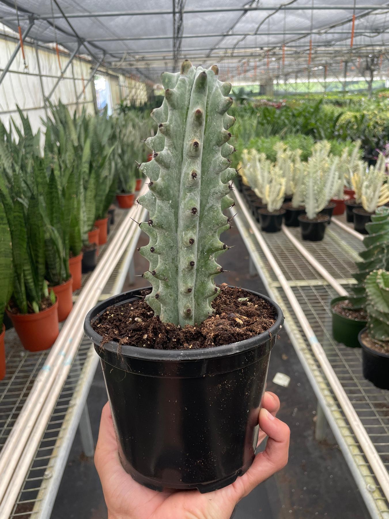 Succulent Cactus Ghost White Boobie-The Succulent Source