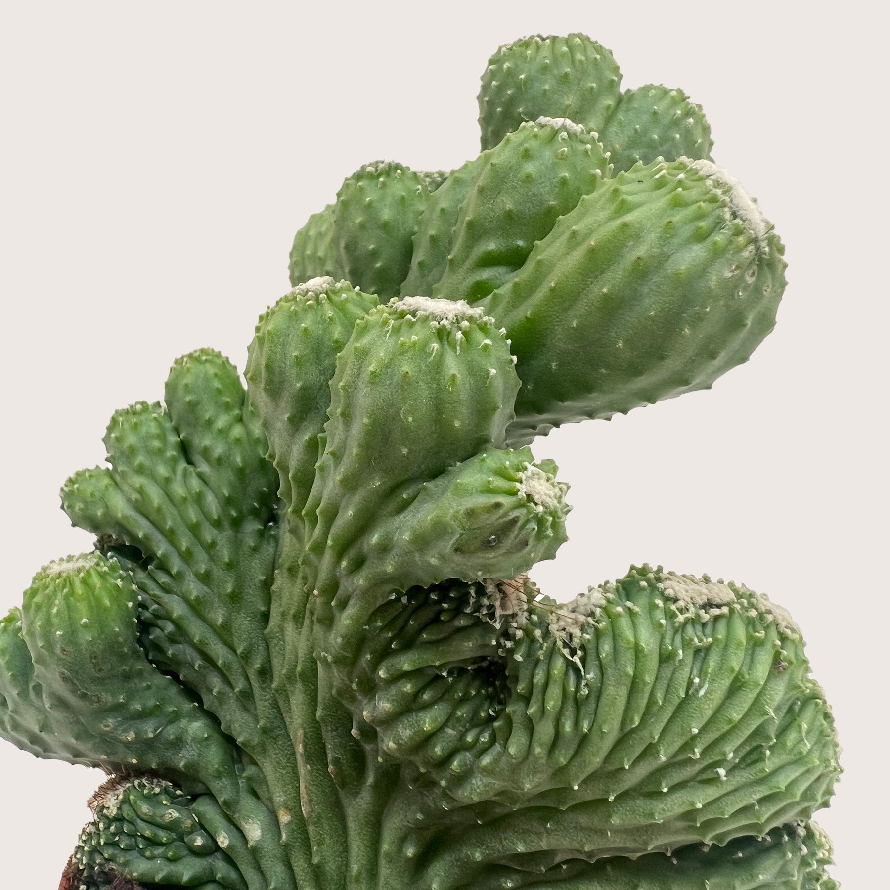 Succulent Cereus Coral Green-The Succulent Source