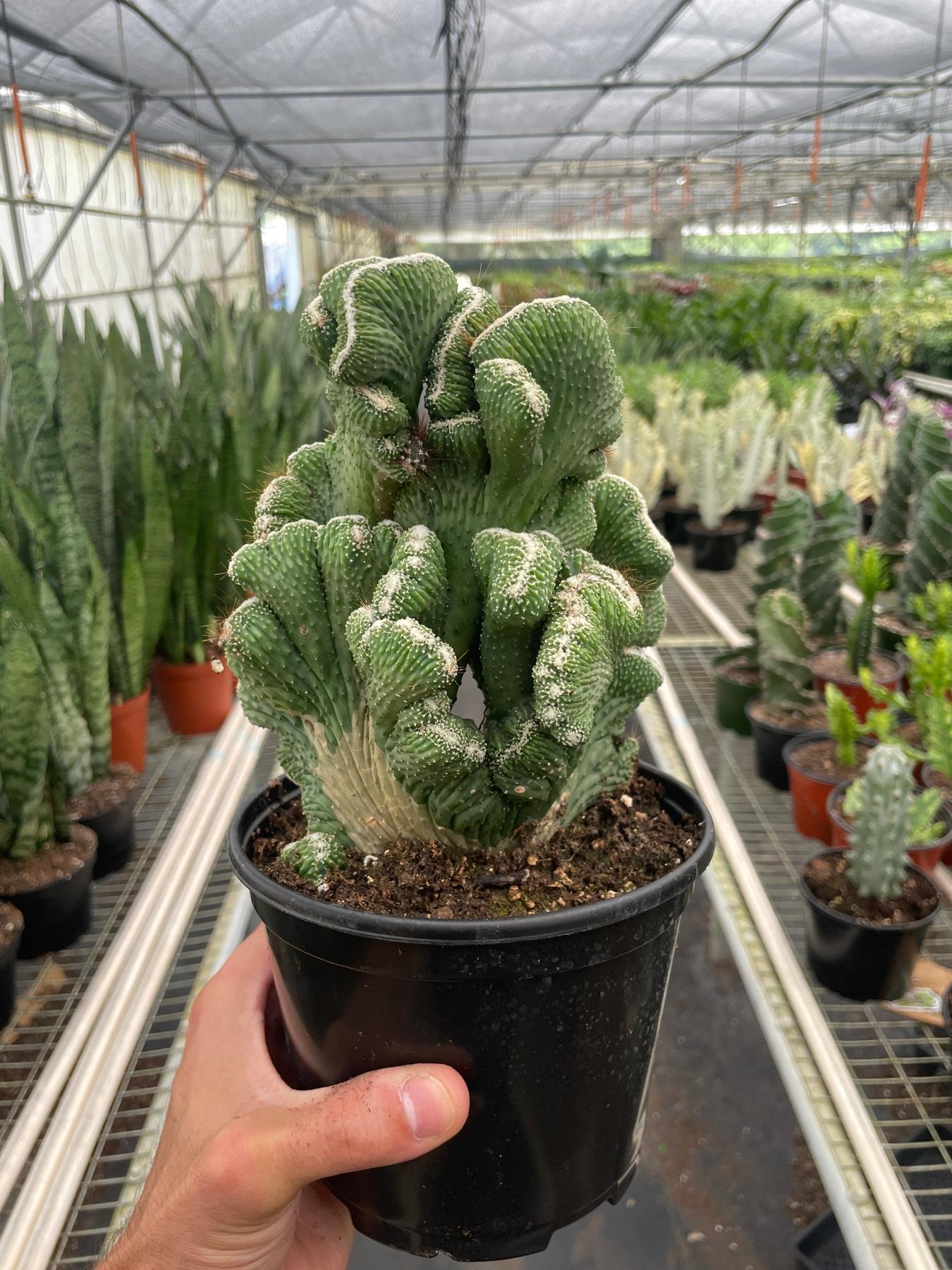 Succulent Cereus Coral Green-The Succulent Source