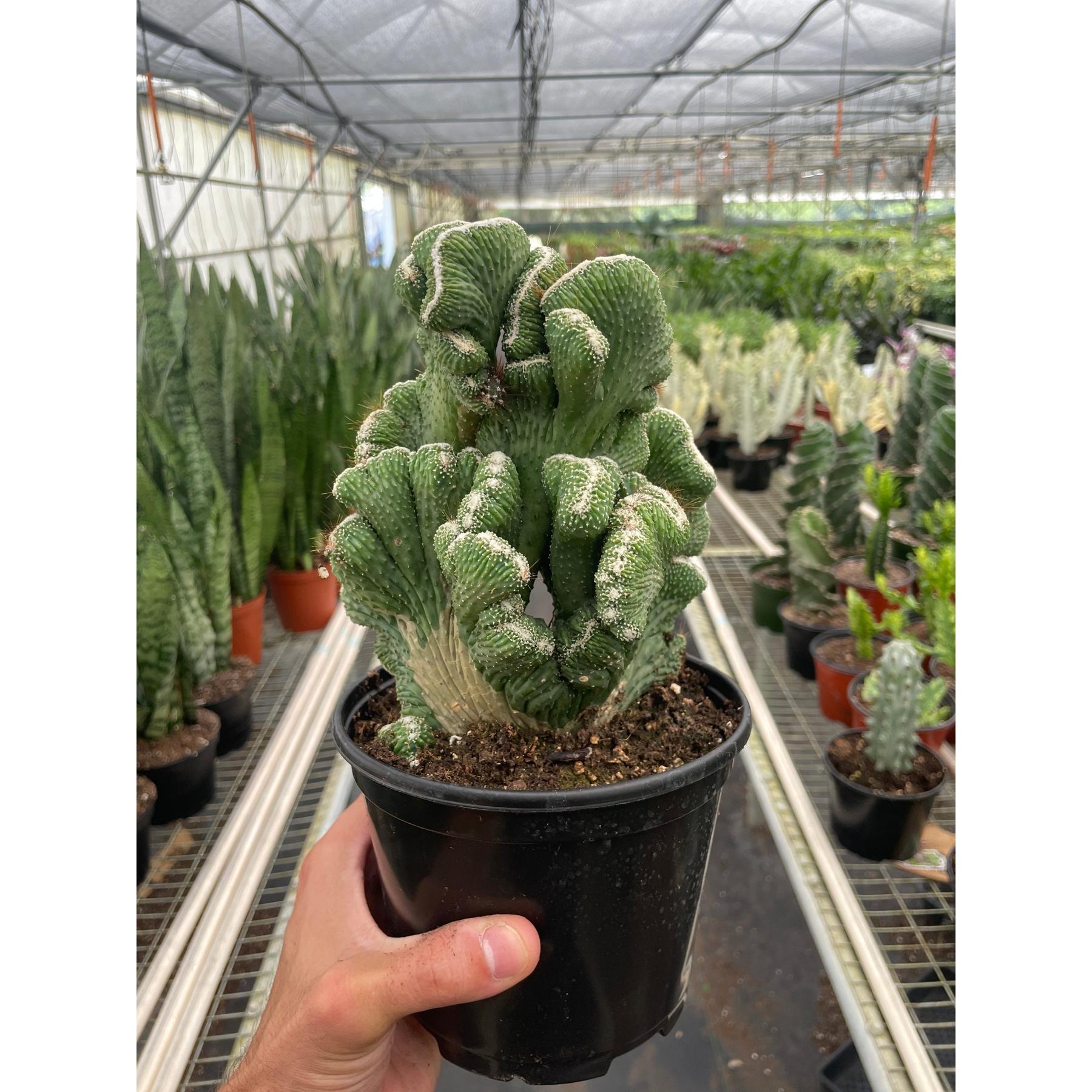 Succulent Cereus Coral Green-The Succulent Source