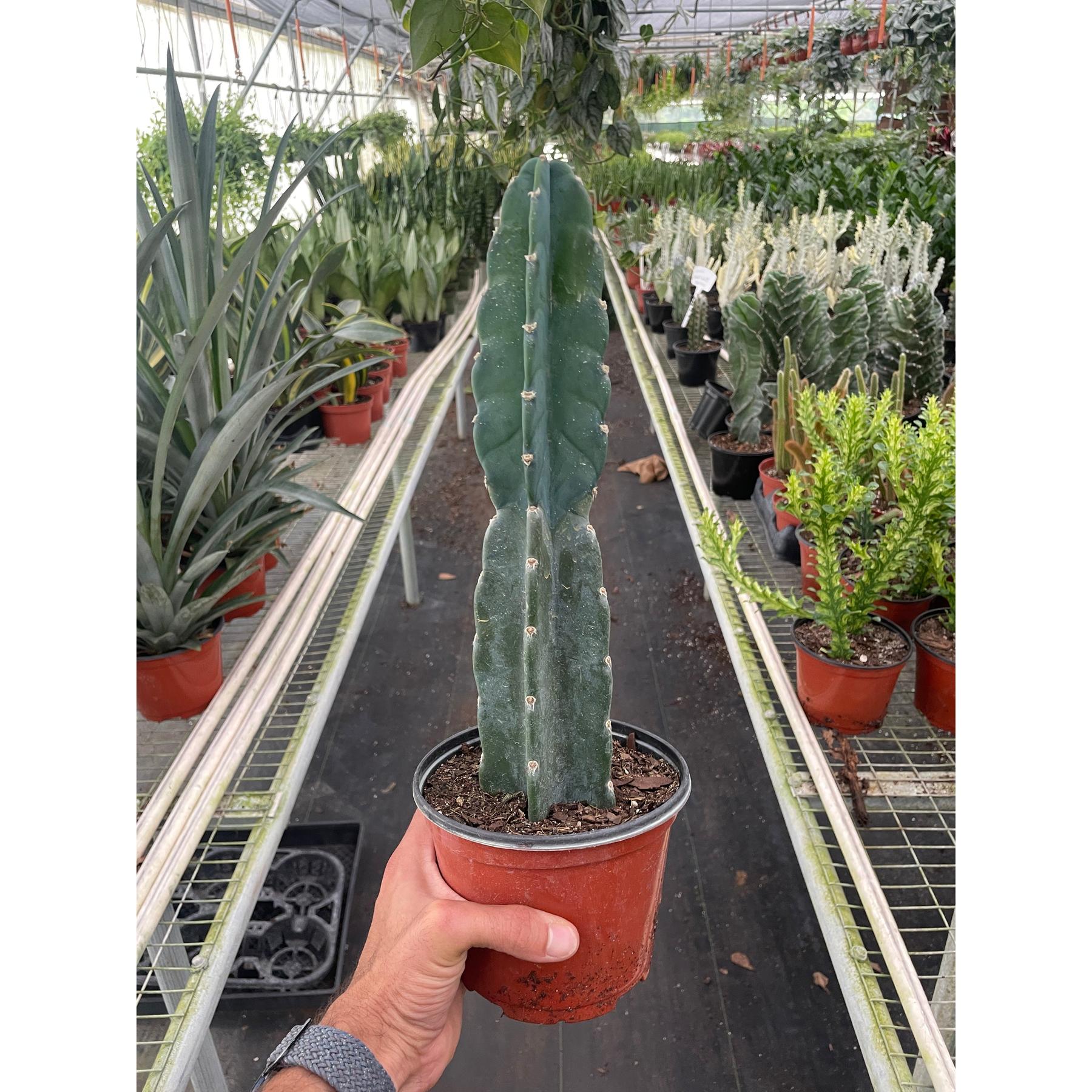 Succulent Cereus Cuddly Cactus-The Succulent Source