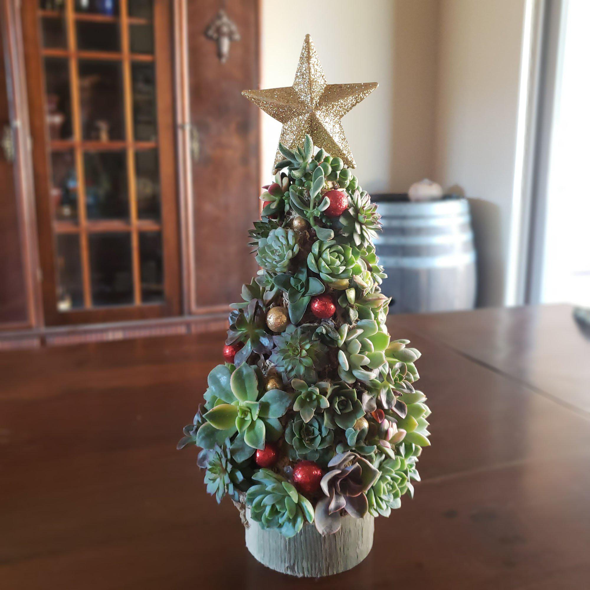 succulent plants christmas tree Succulent Christmas Tree: Everything but the presents