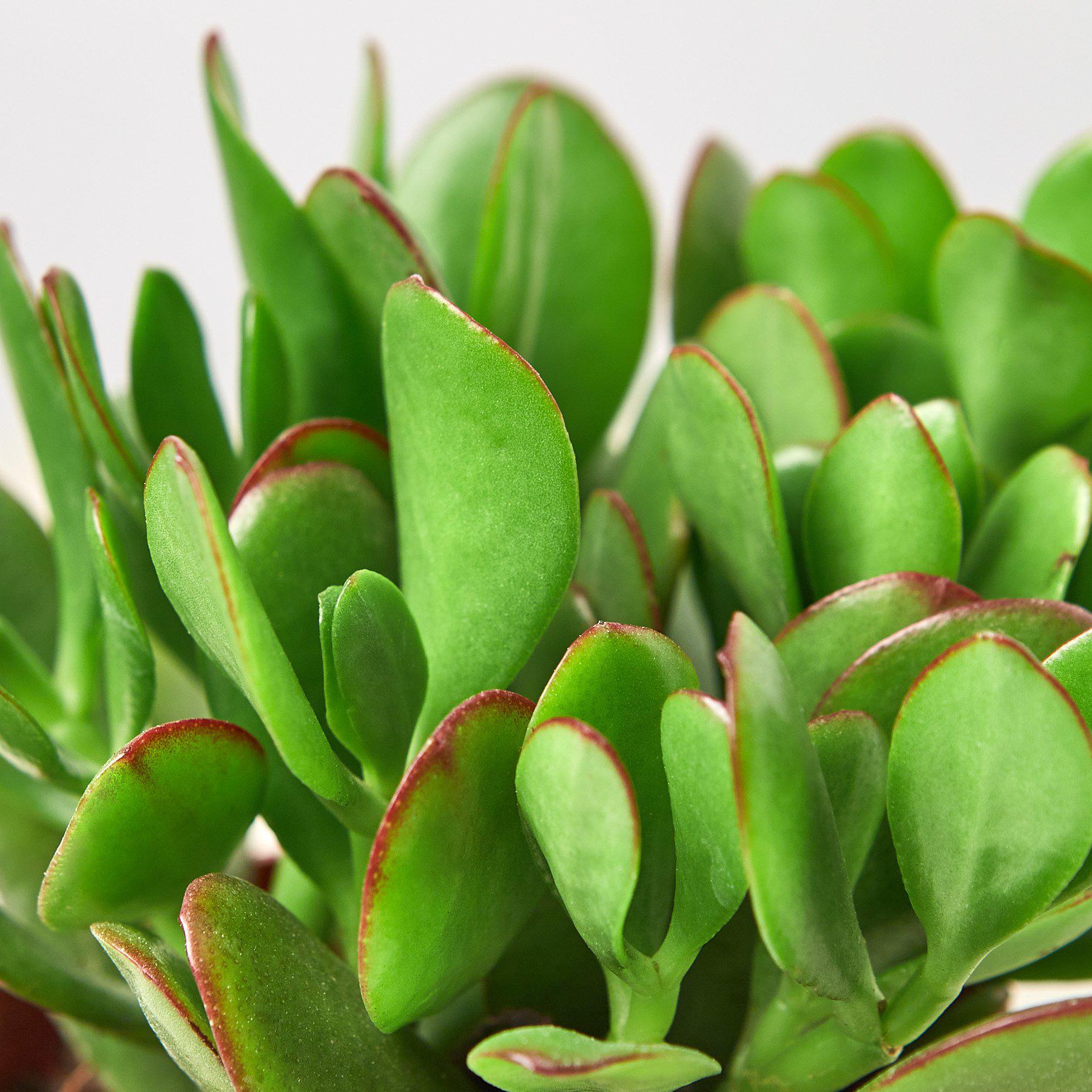 Succulent Crassula 'Jade'-Succulent-The Succulent Source