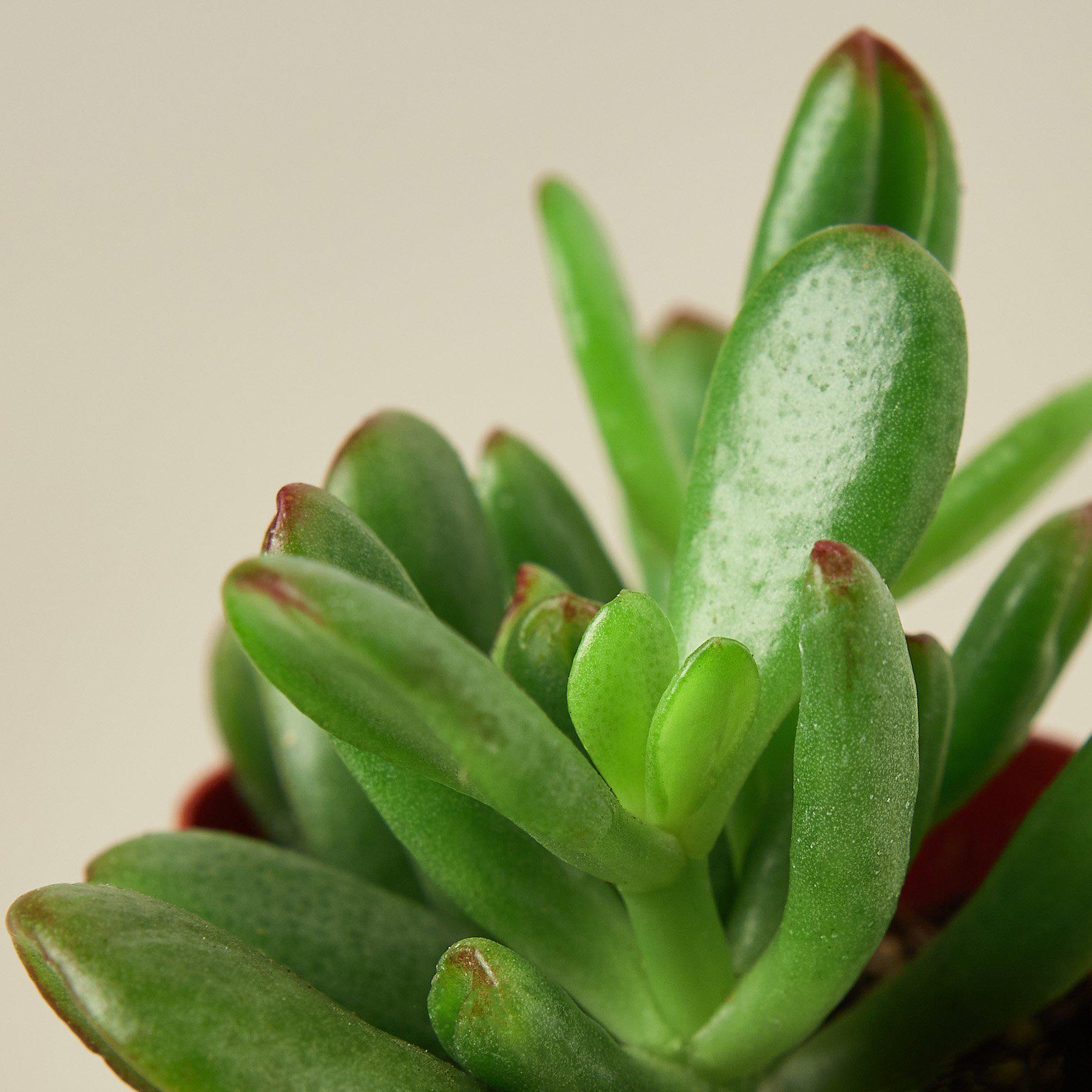 Succulent Crassula 'Jade'-Succulent-The Succulent Source