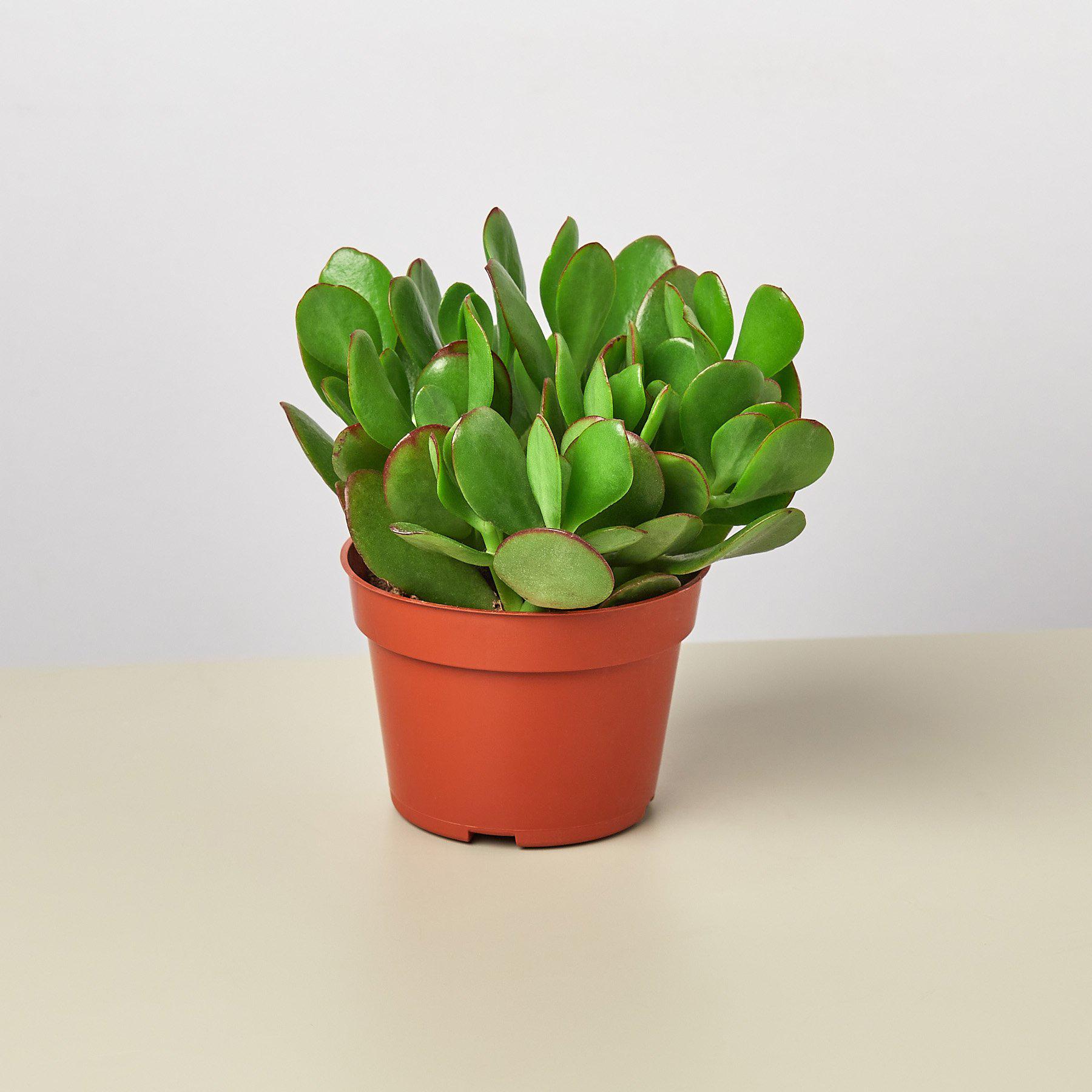 Succulent Crassula 'Jade'-Succulent-The Succulent Source