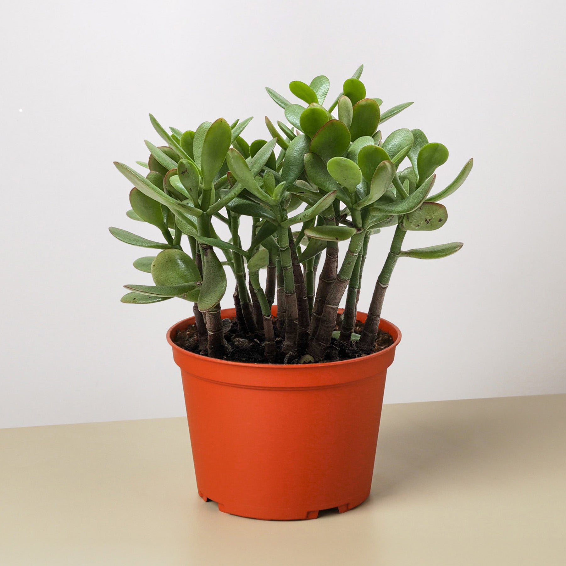 Succulent Crassula 'Jade'-Succulent-The Succulent Source