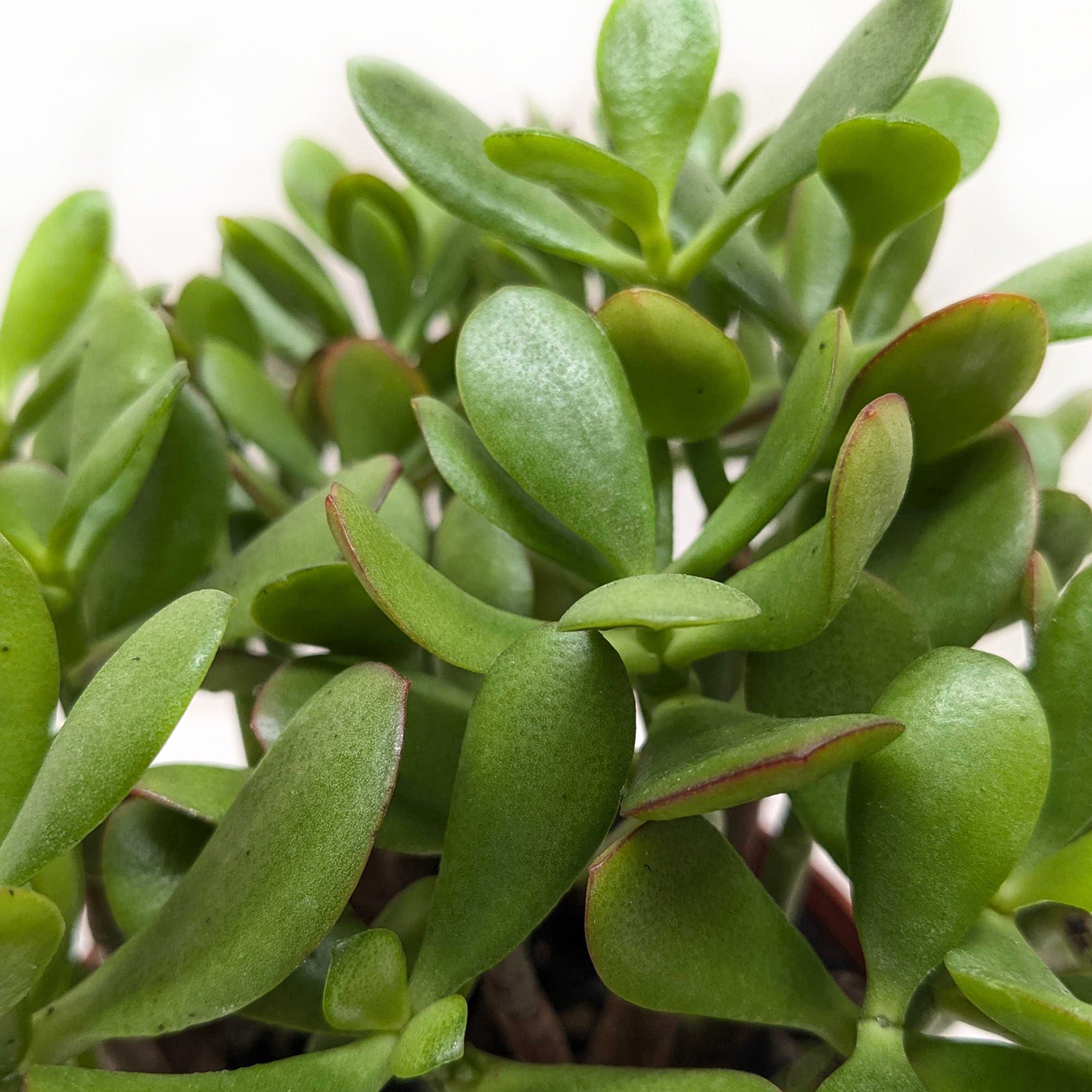 Succulent Crassula 'Jade'-Succulent-The Succulent Source