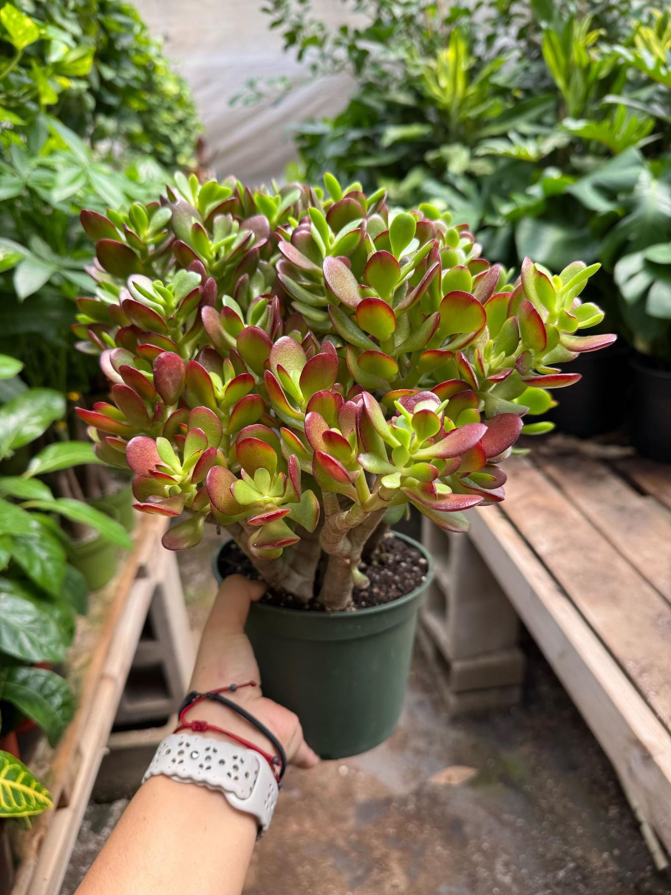 Succulent Crassula 'Jade'-Succulent-The Succulent Source