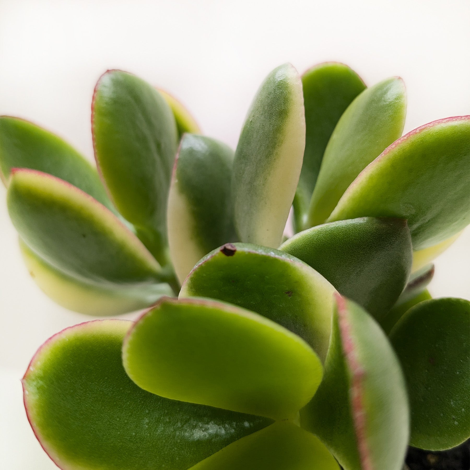 Succulent Crassula Jade Variegated-Succulent-The Succulent Source
