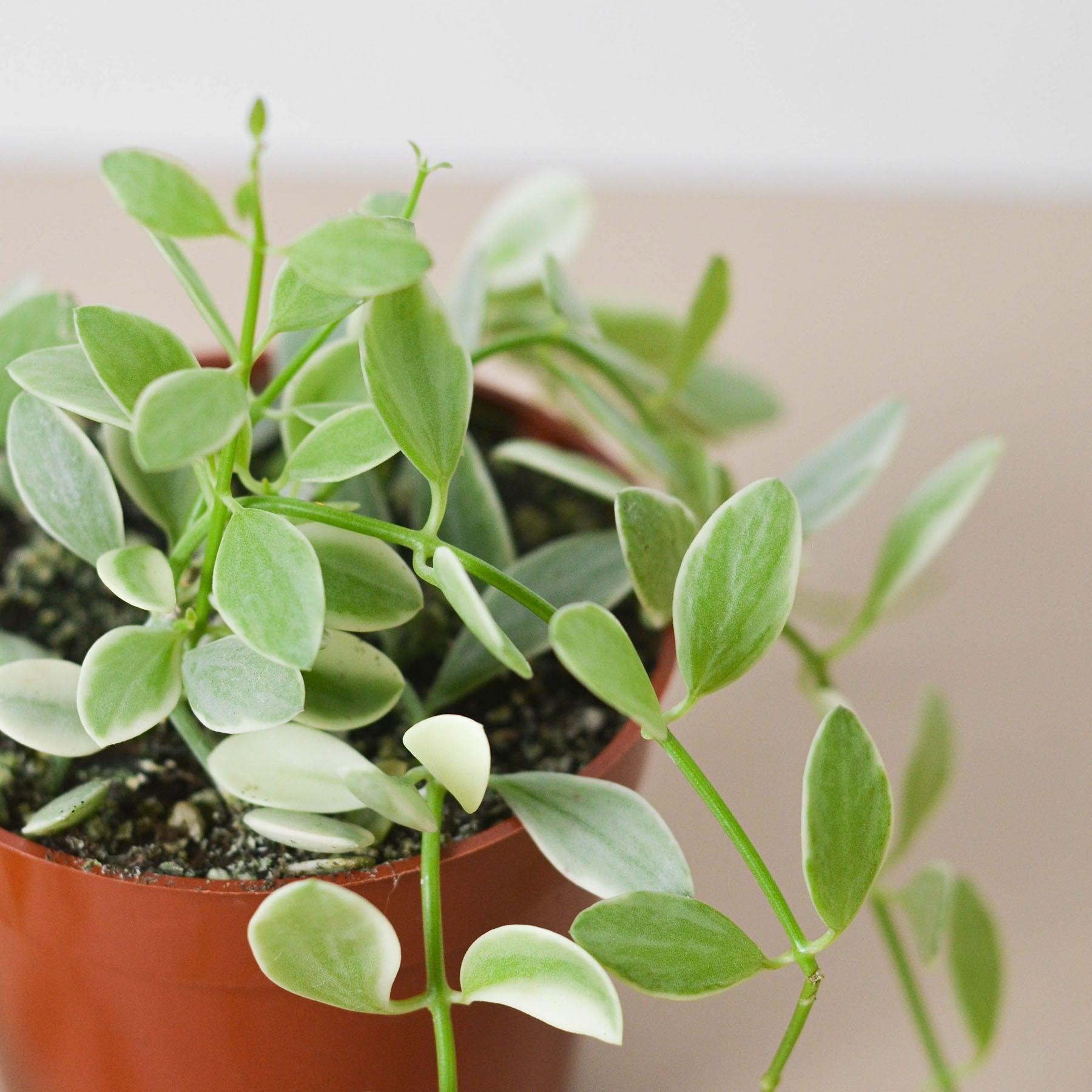 Succulent Dischidia Cascade-Succulent-The Succulent Source