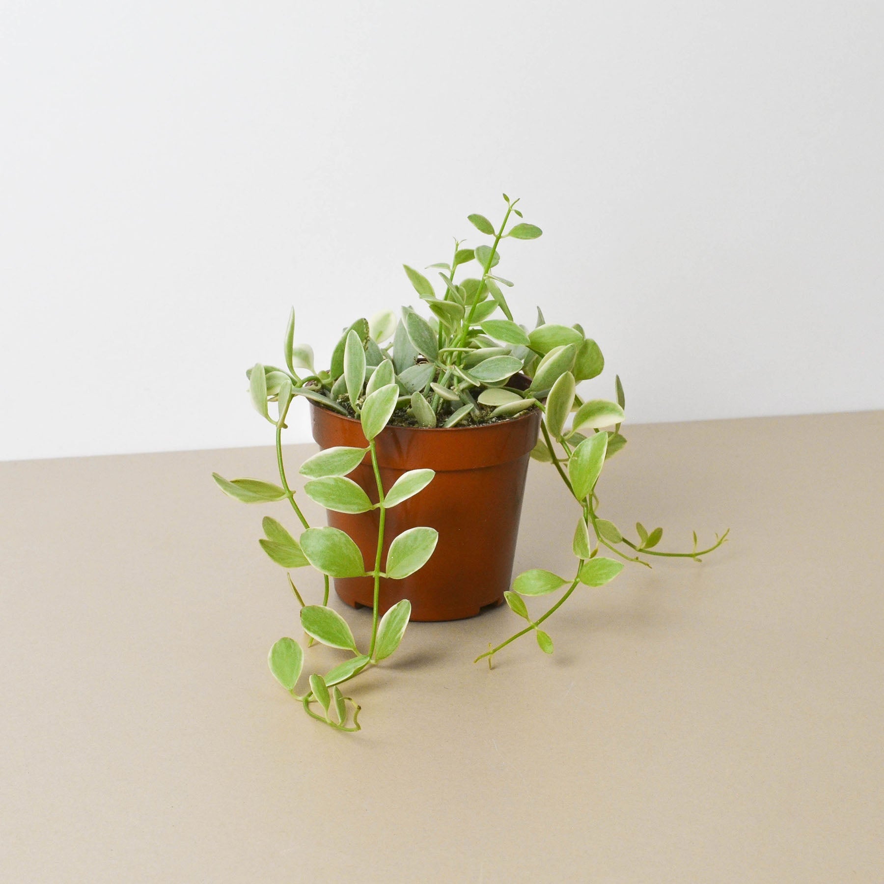 Succulent Dischidia Cascade-Succulent-The Succulent Source