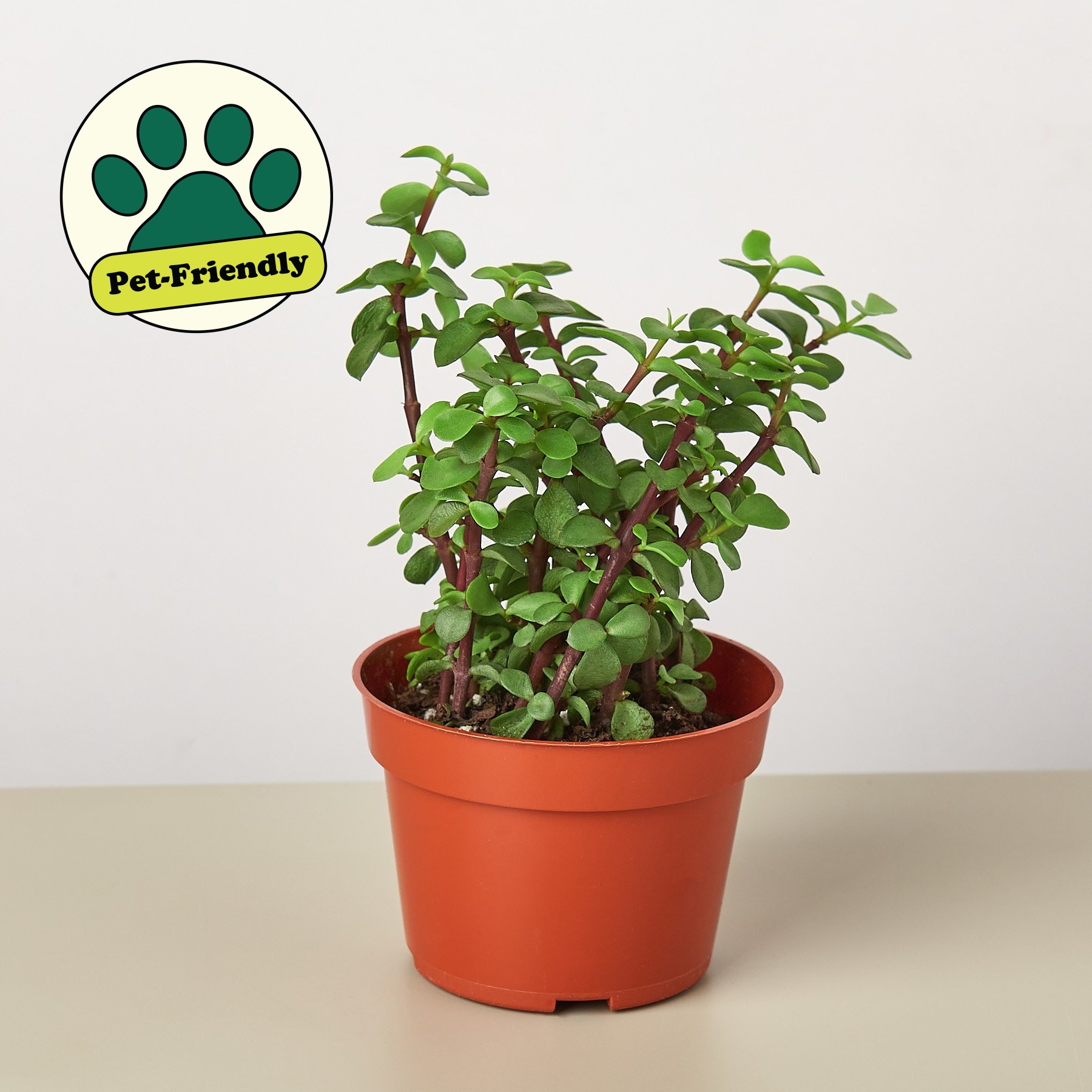 Succulent 'Elephant Bush'-Succulent-The Succulent Source