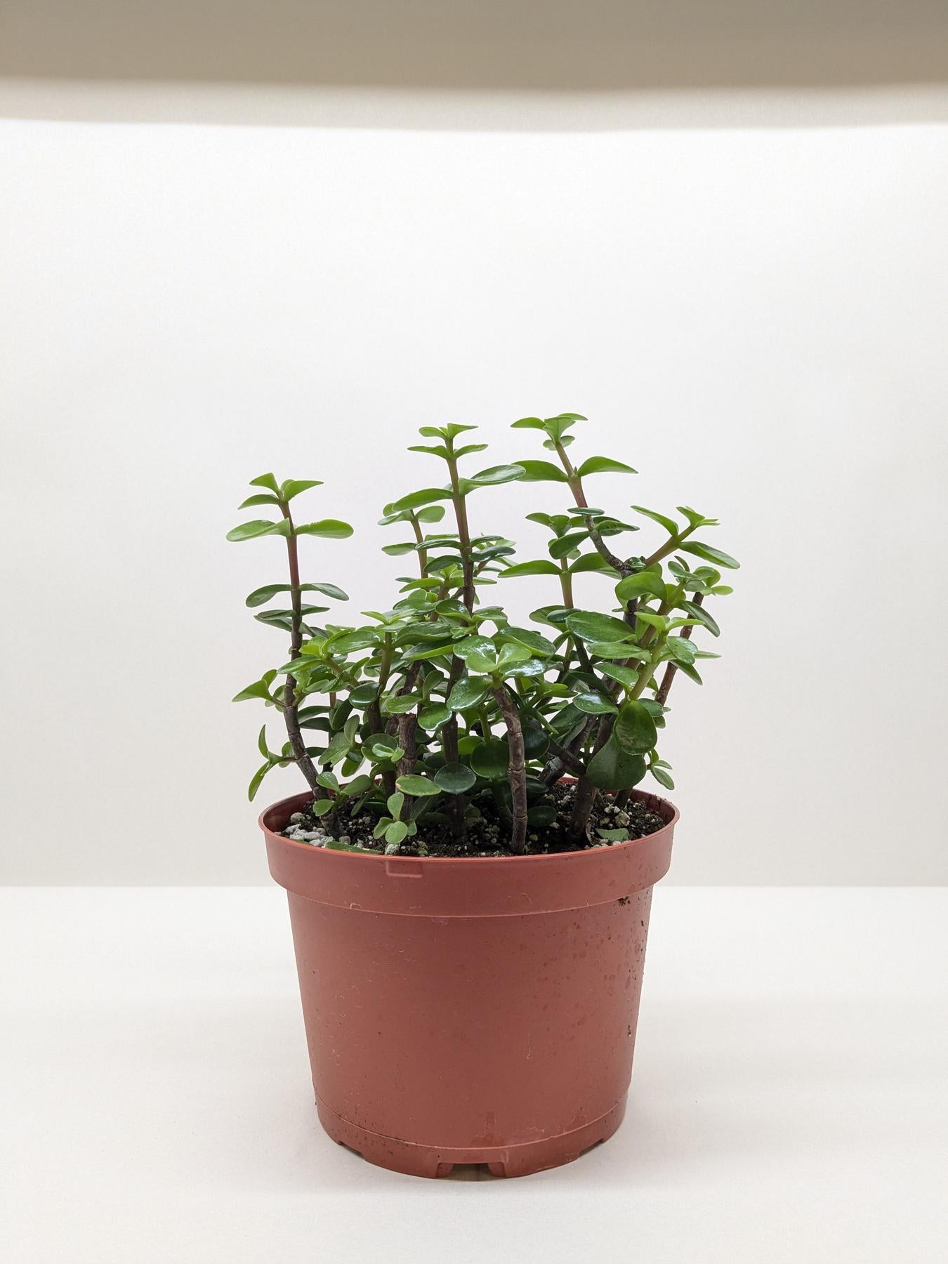 Succulent 'Elephant Bush'-Succulent-The Succulent Source