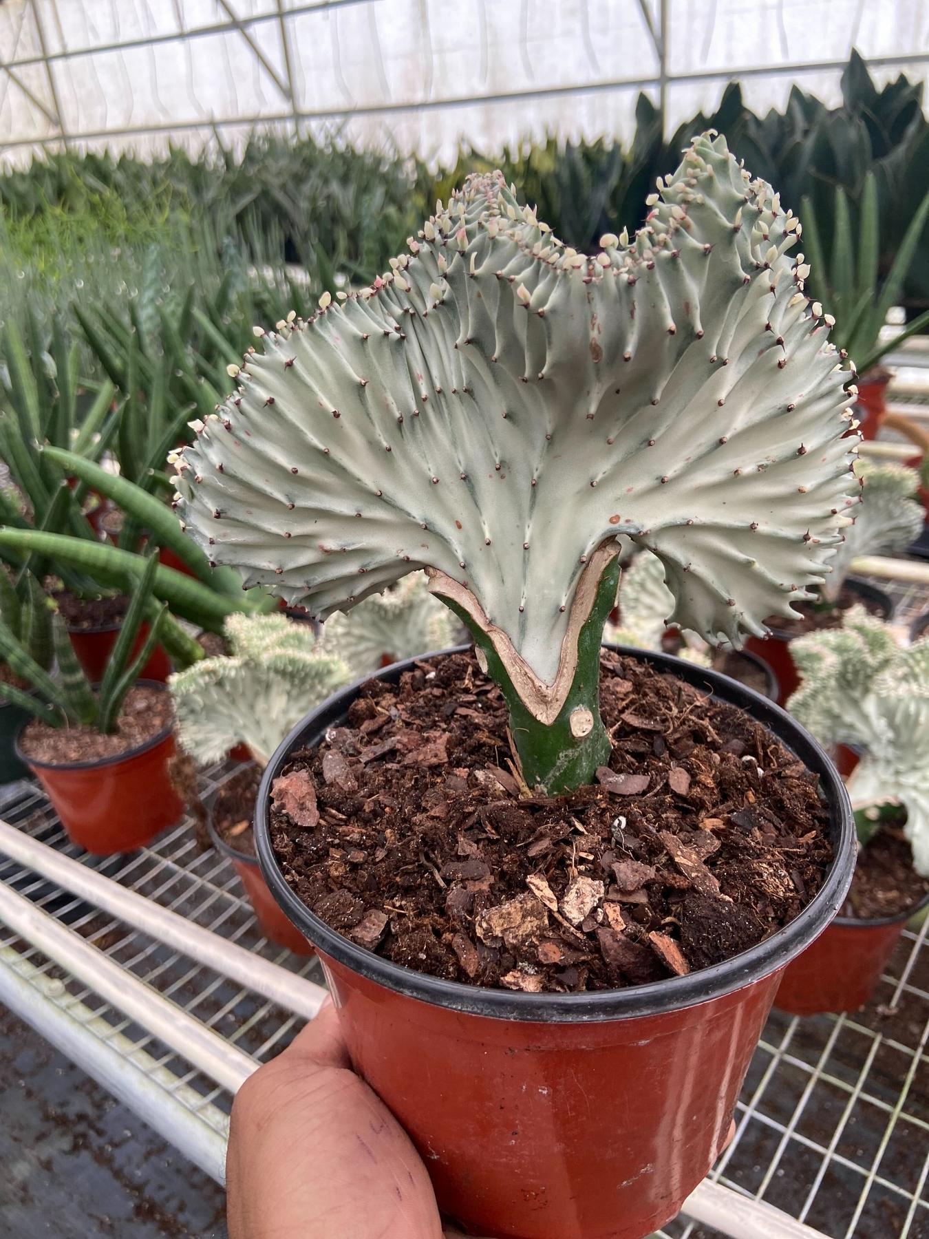 Succulent Euphorbia Lactea Ghost-The Succulent Source