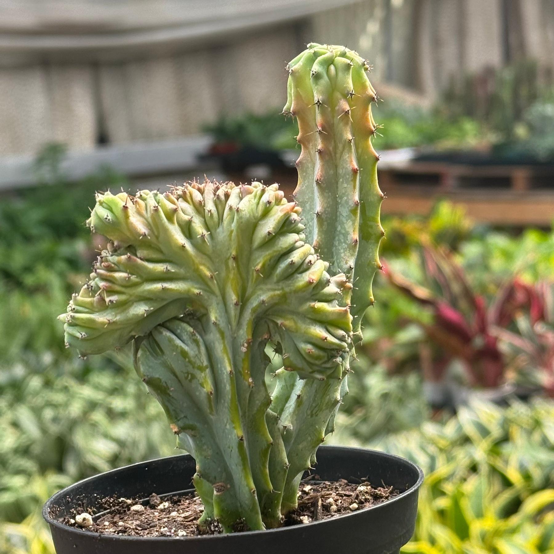 Succulent Euphorbia Lactea 'Mermaid Tail'-The Succulent Source