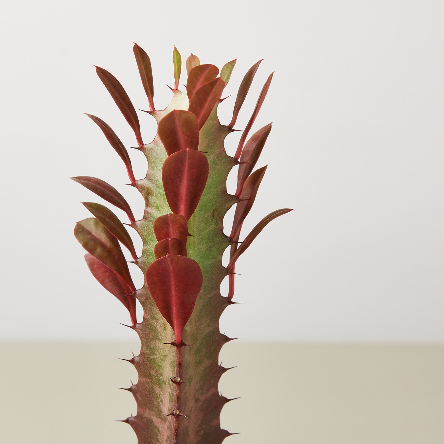 Succulent Euphorbia 'Trigona Rubra'-Succulent-The Succulent Source