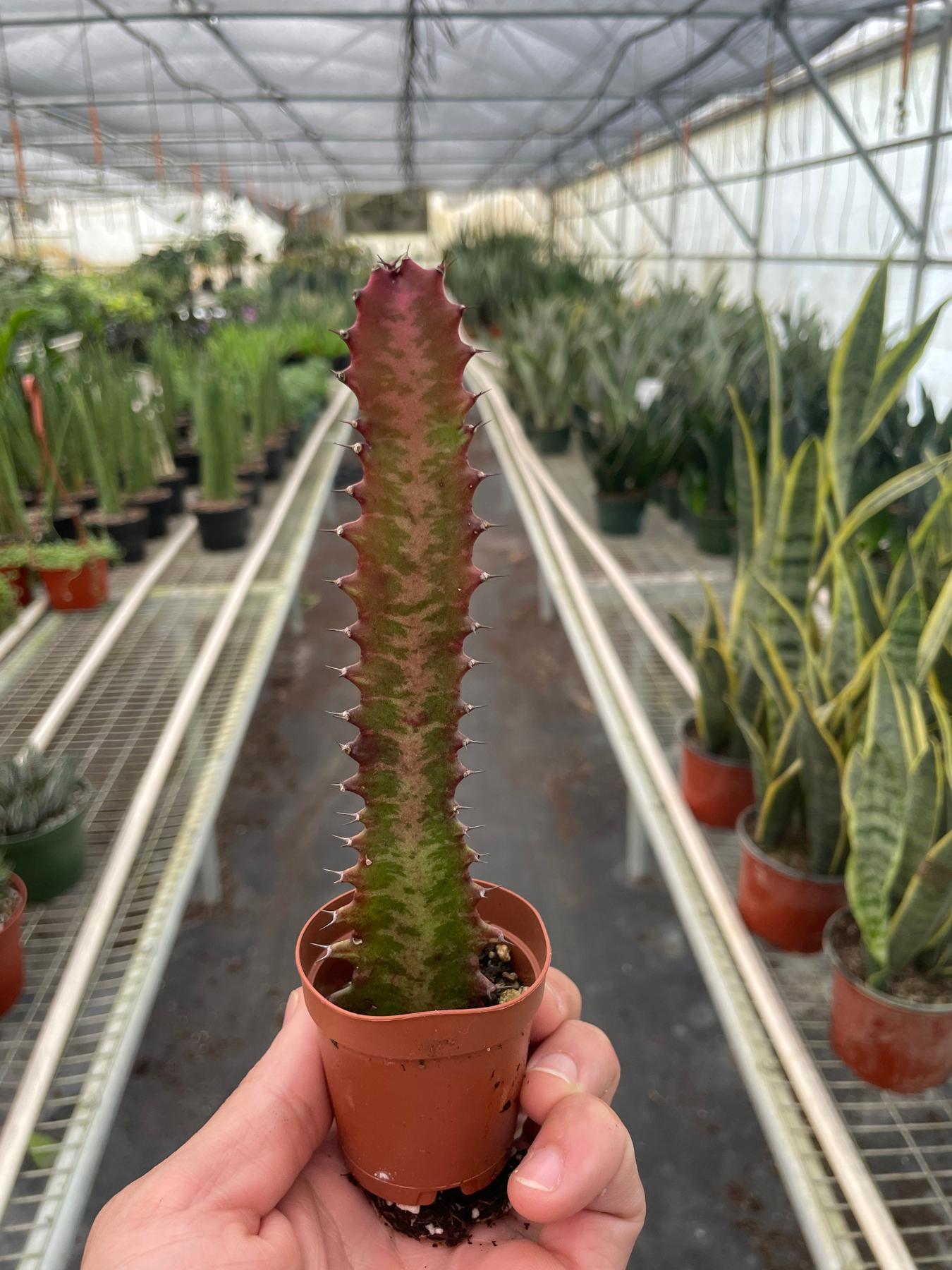 Succulent Euphorbia 'Trigona Rubra'-Succulent-The Succulent Source
