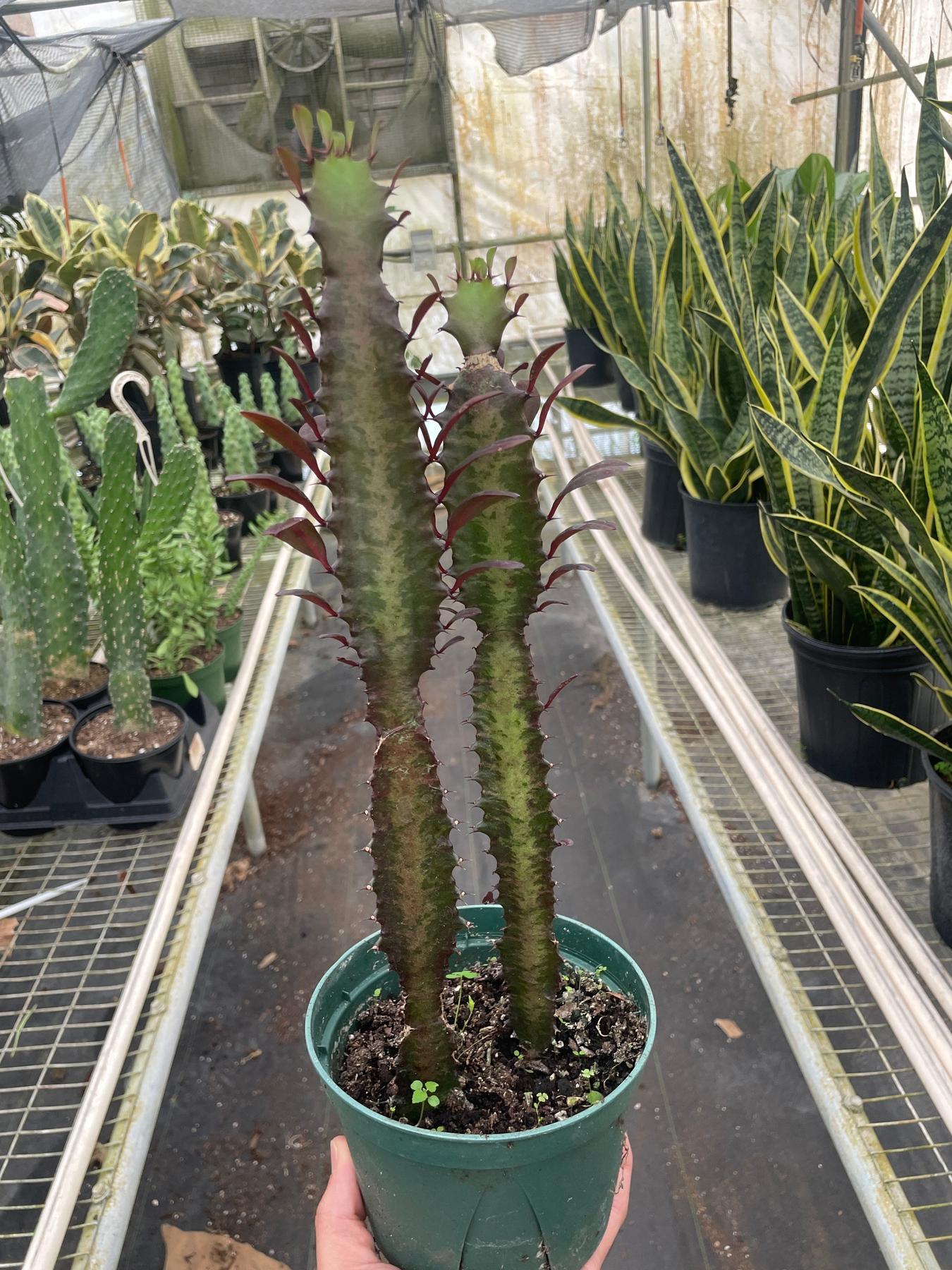 Succulent Euphorbia 'Trigona Rubra'-Succulent-The Succulent Source