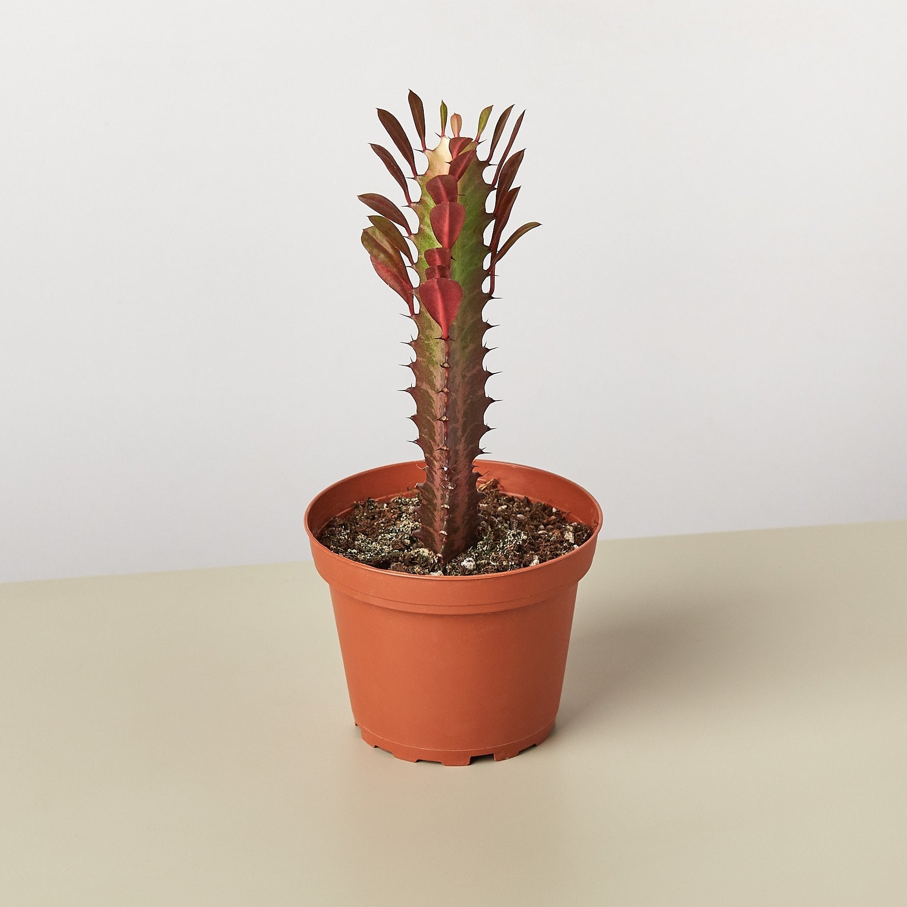 Succulent Euphorbia 'Trigona Rubra'-Succulent-The Succulent Source
