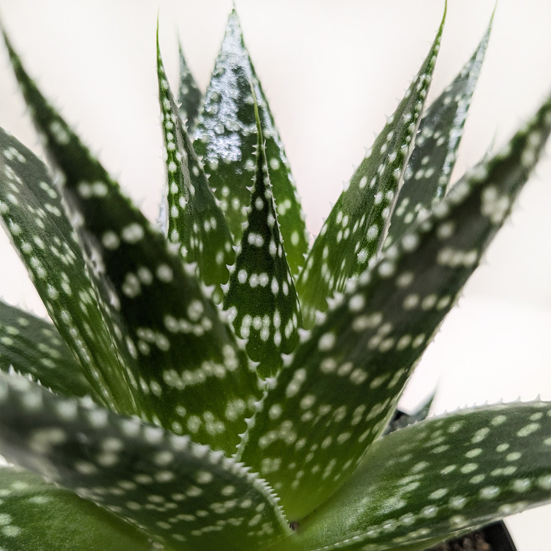 Succulent Gasteria Durban-The Succulent Source