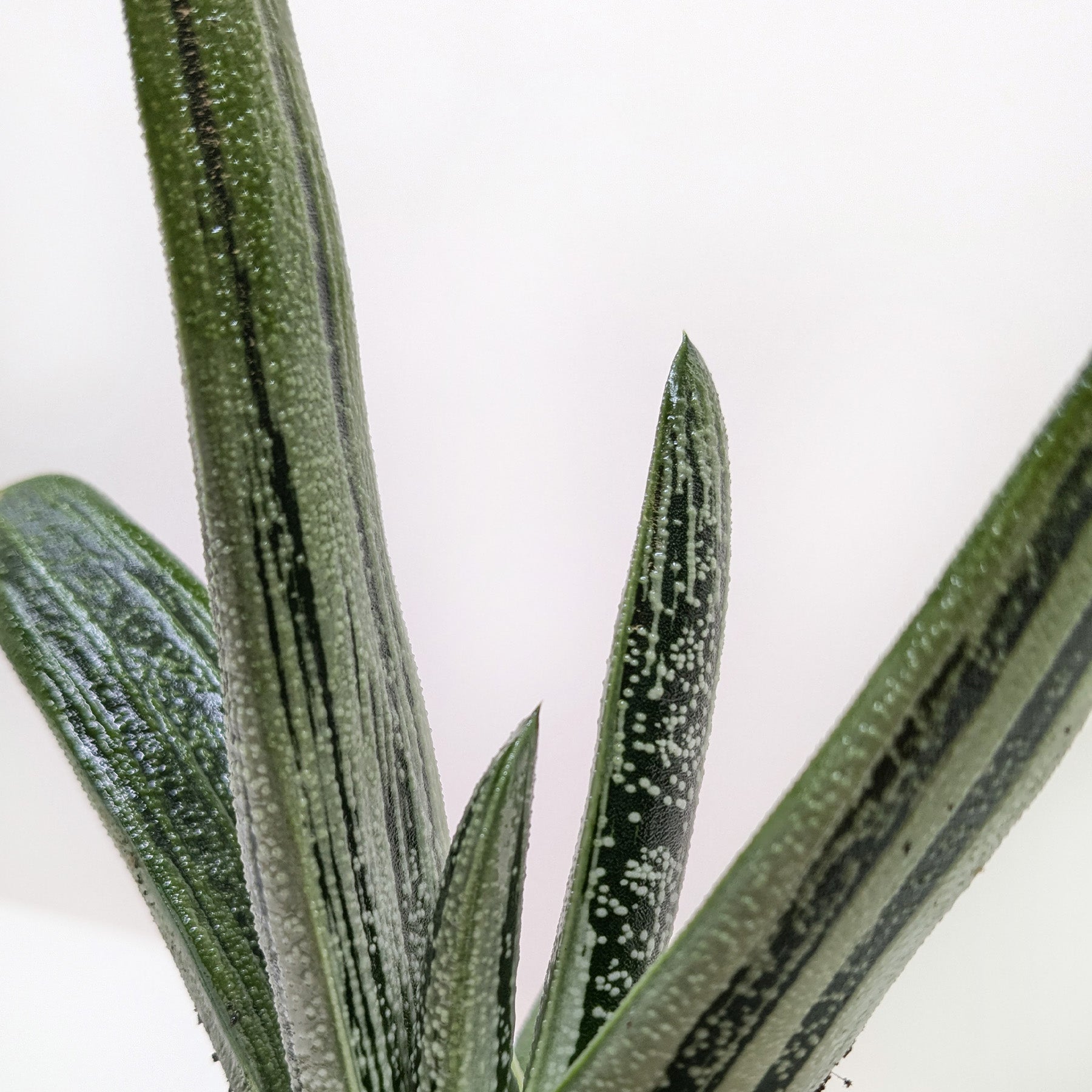 Succulent Gasteria Little Warty-The Succulent Source
