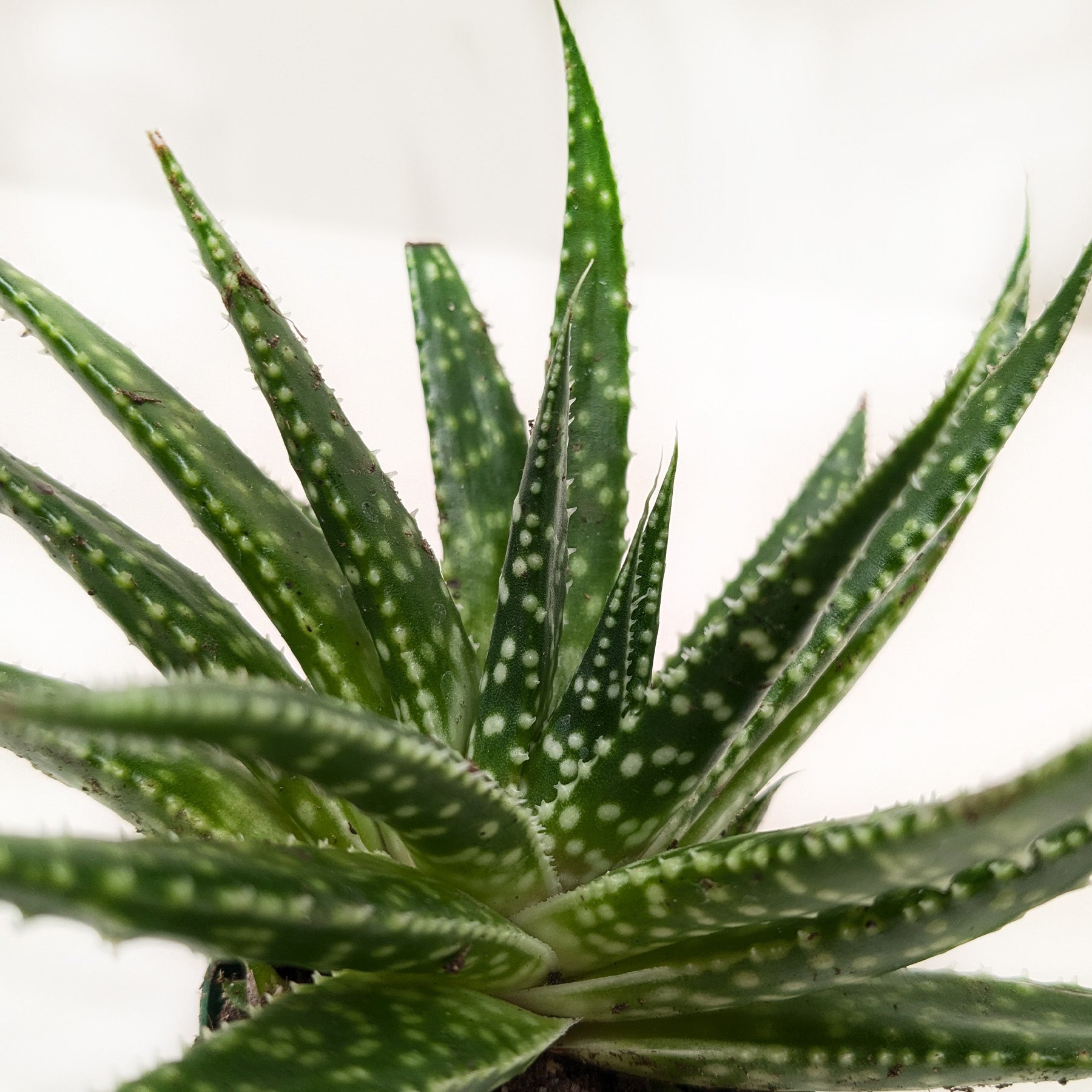Succulent Gasteria Zimflora-The Succulent Source