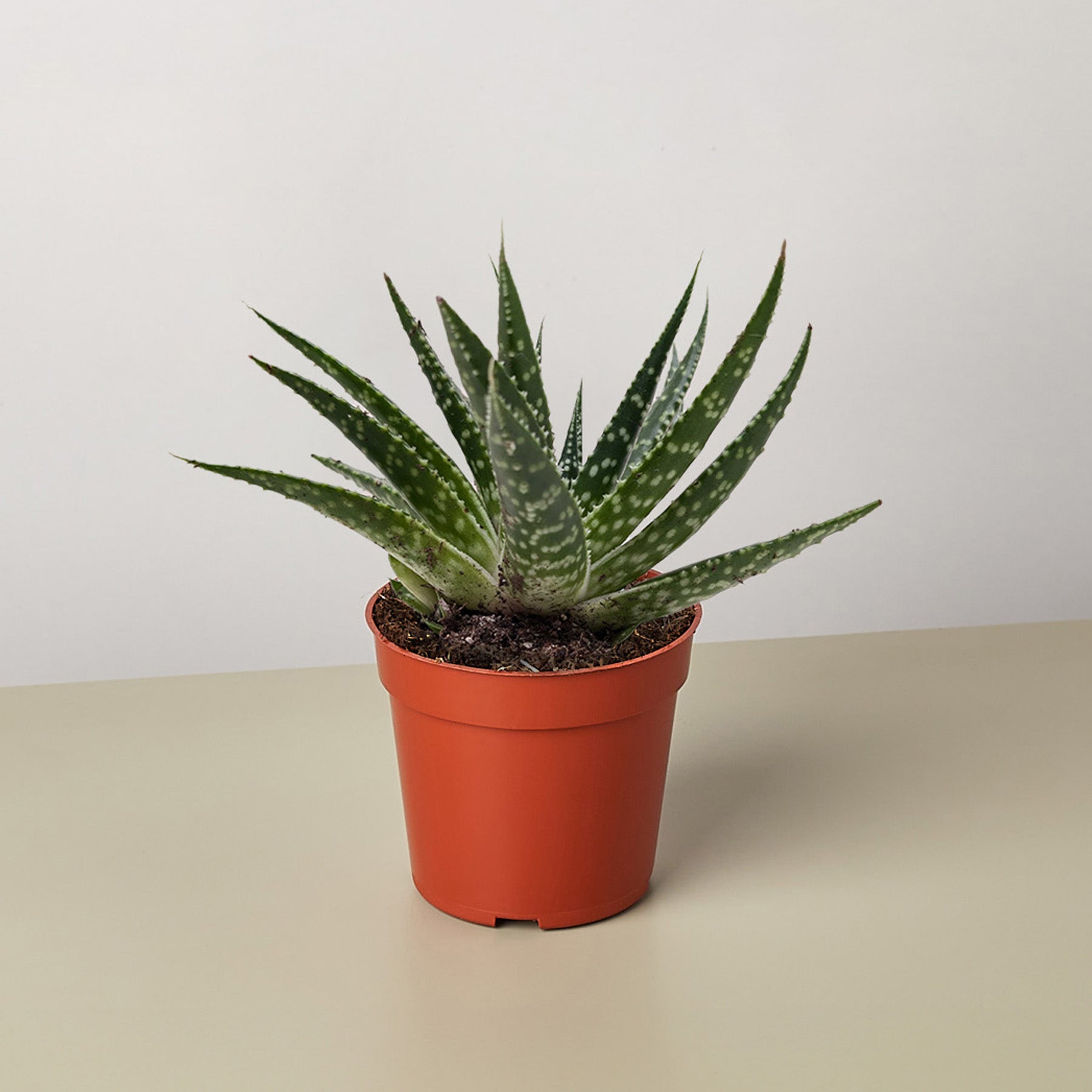 Succulent Gasteria Zimflora-The Succulent Source