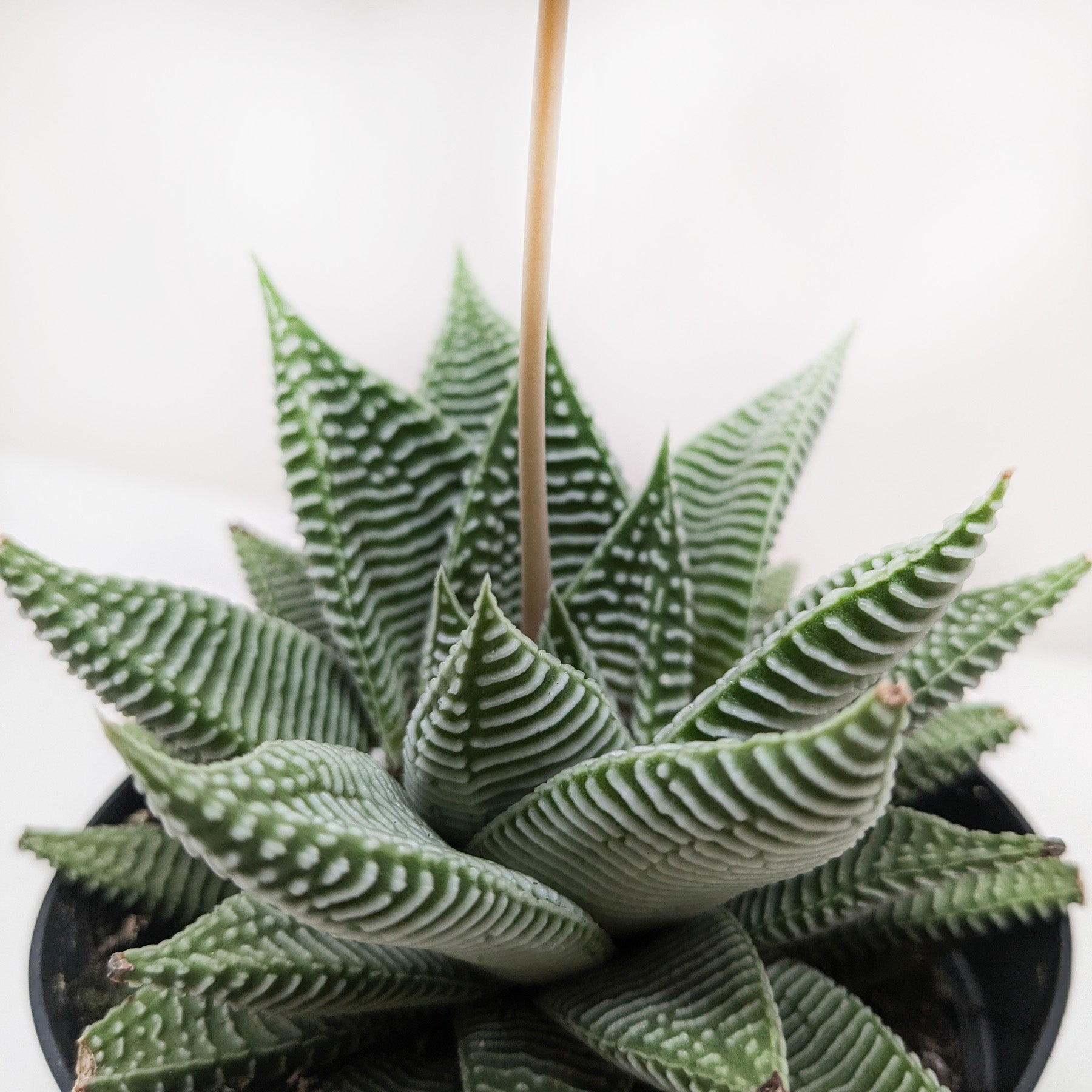 Succulent Haworthia Miami-The Succulent Source